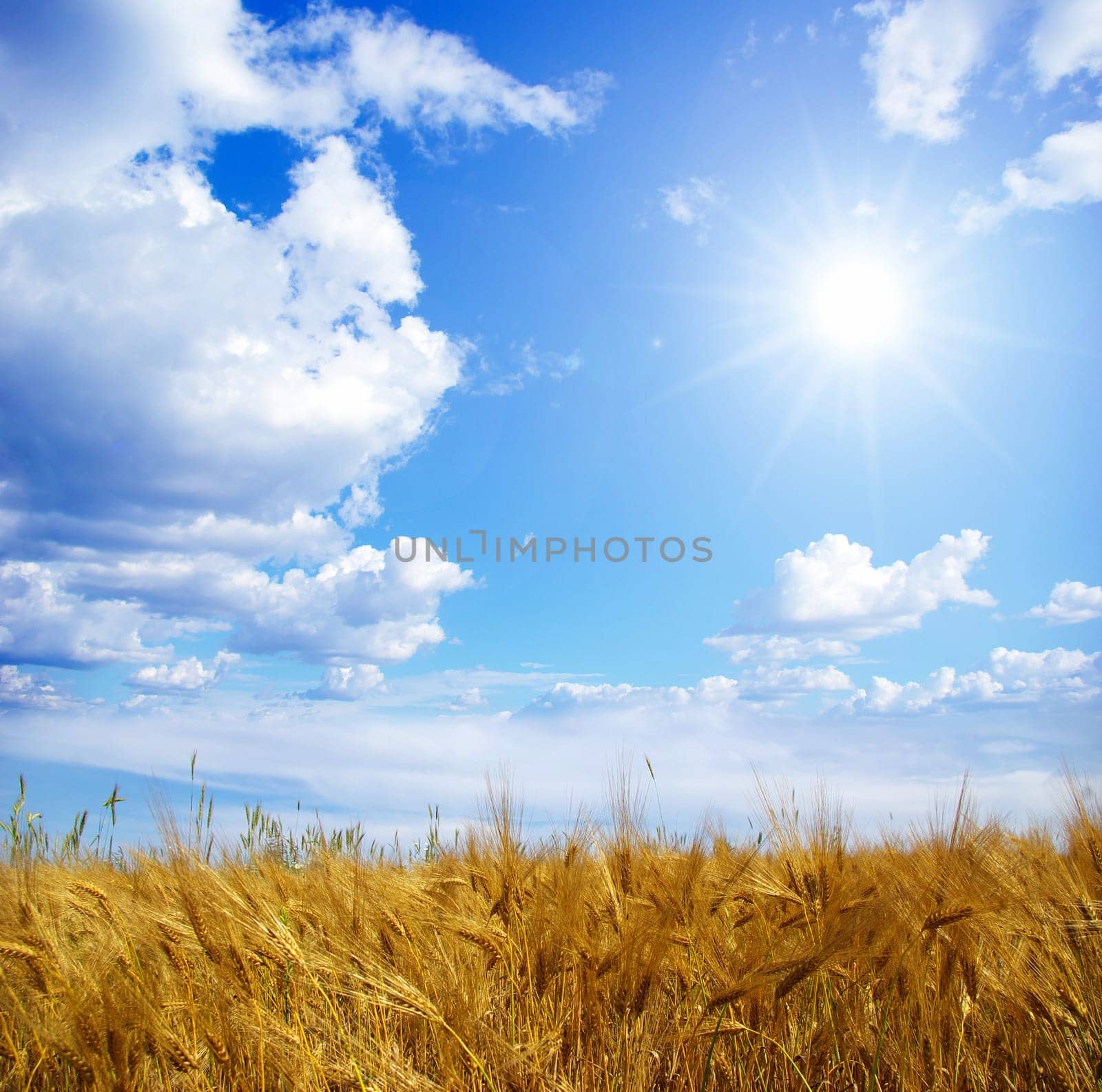 Wheats ears against the blue  sky