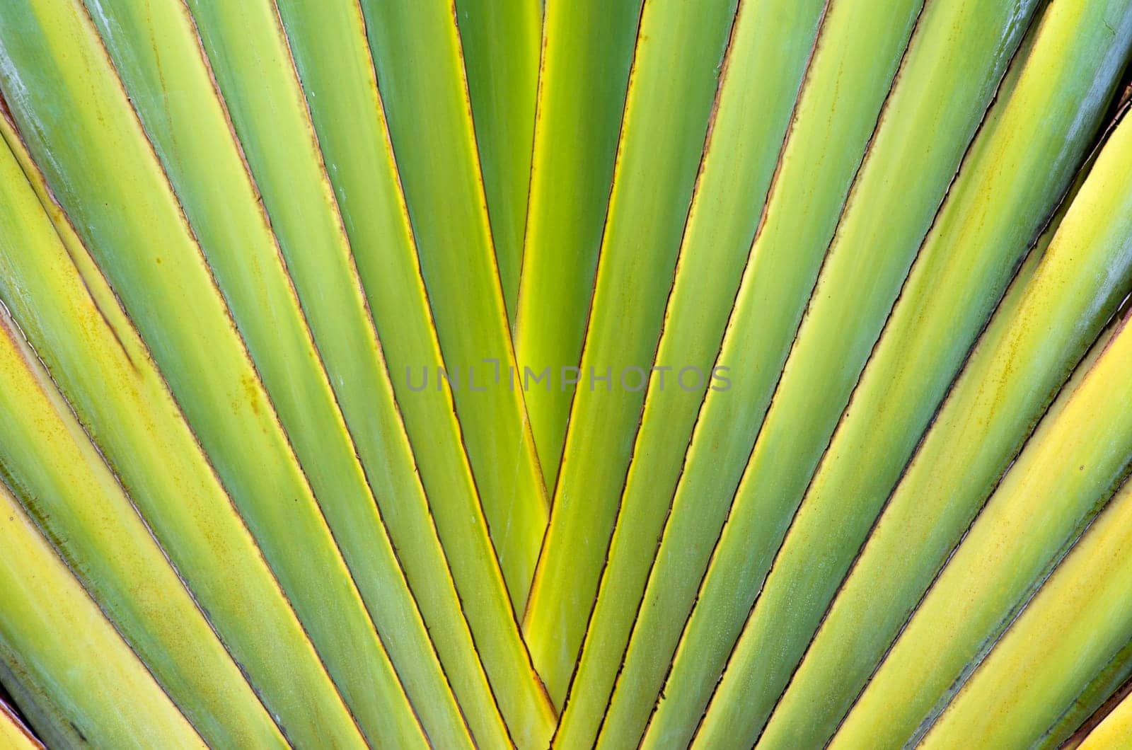 green leaf texture of a plant close up