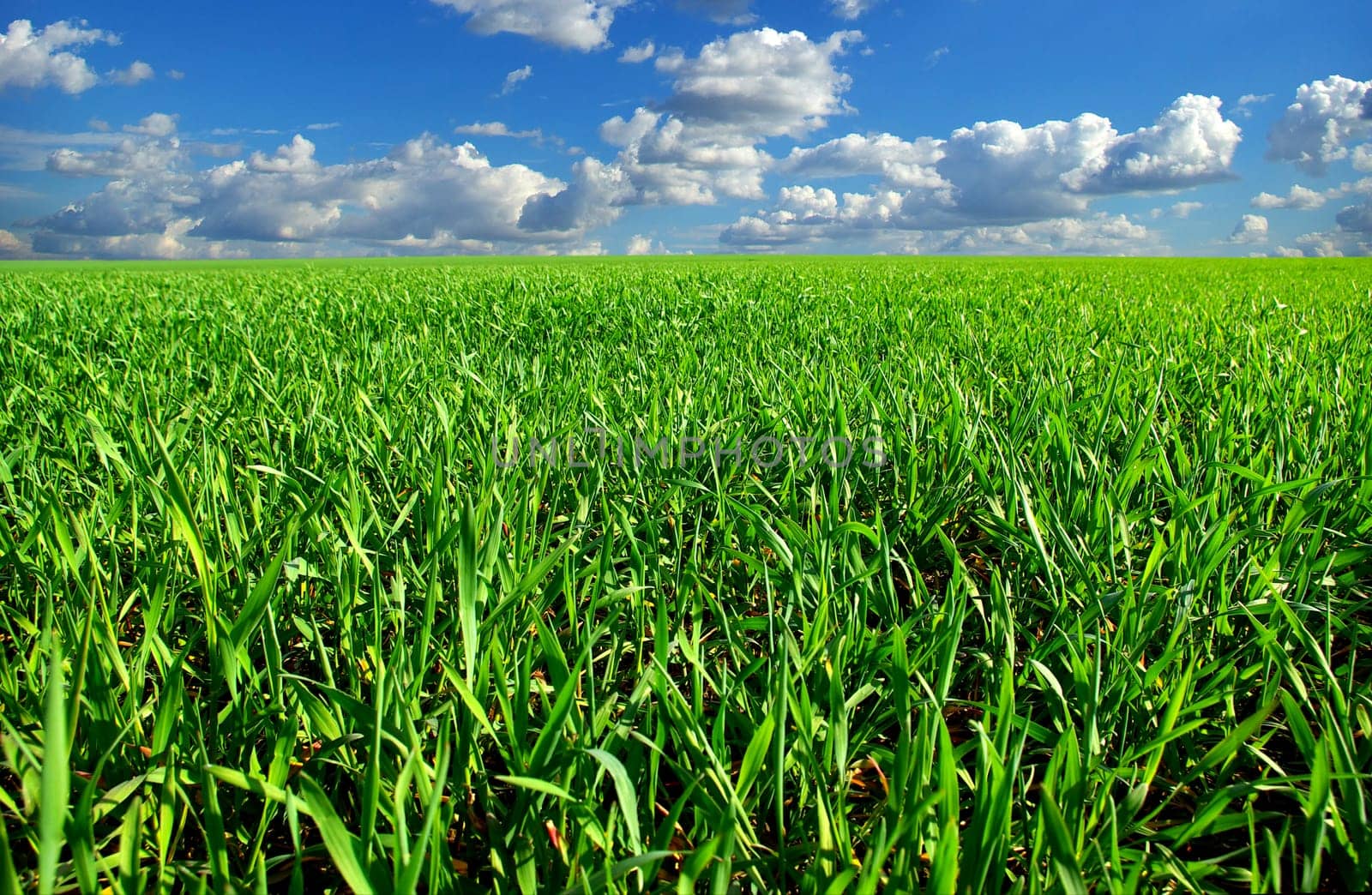 field on a background of the blue sky
