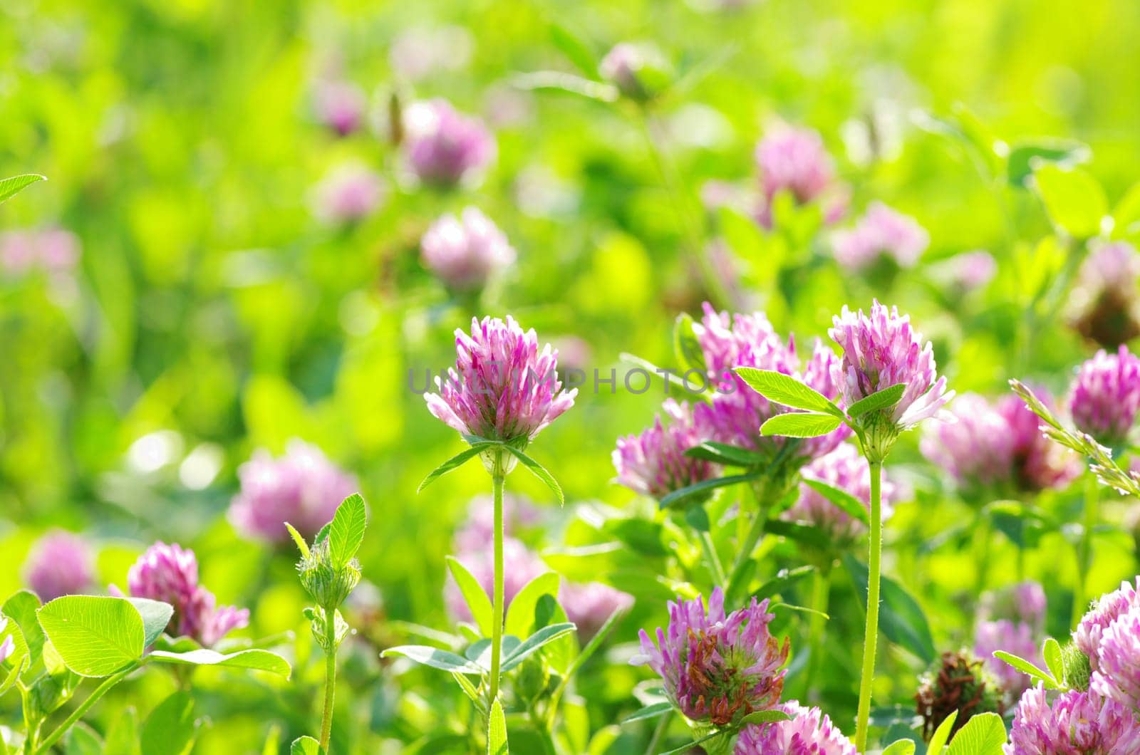 red flower clovers on green background