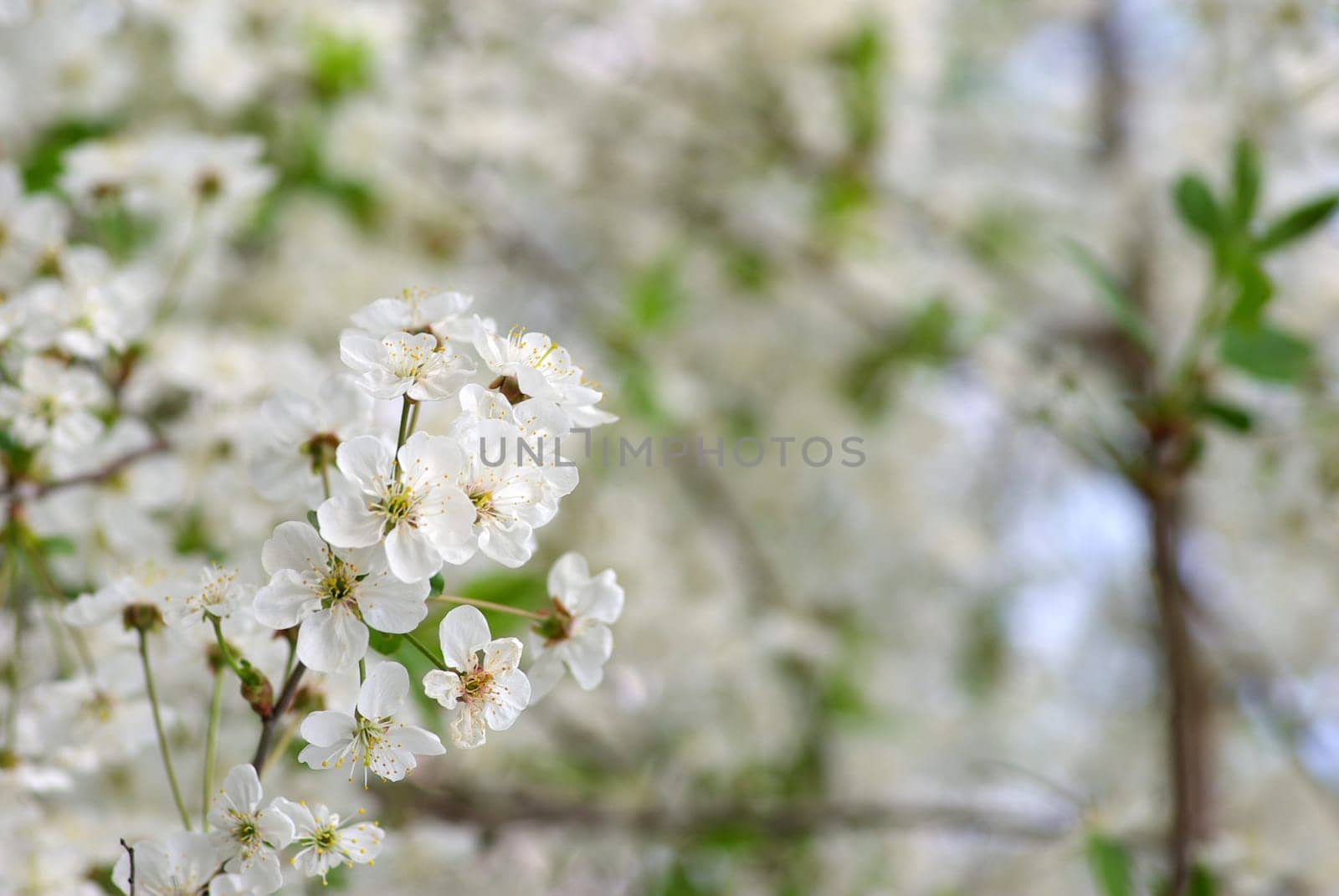 Close up of the cherry blossoms