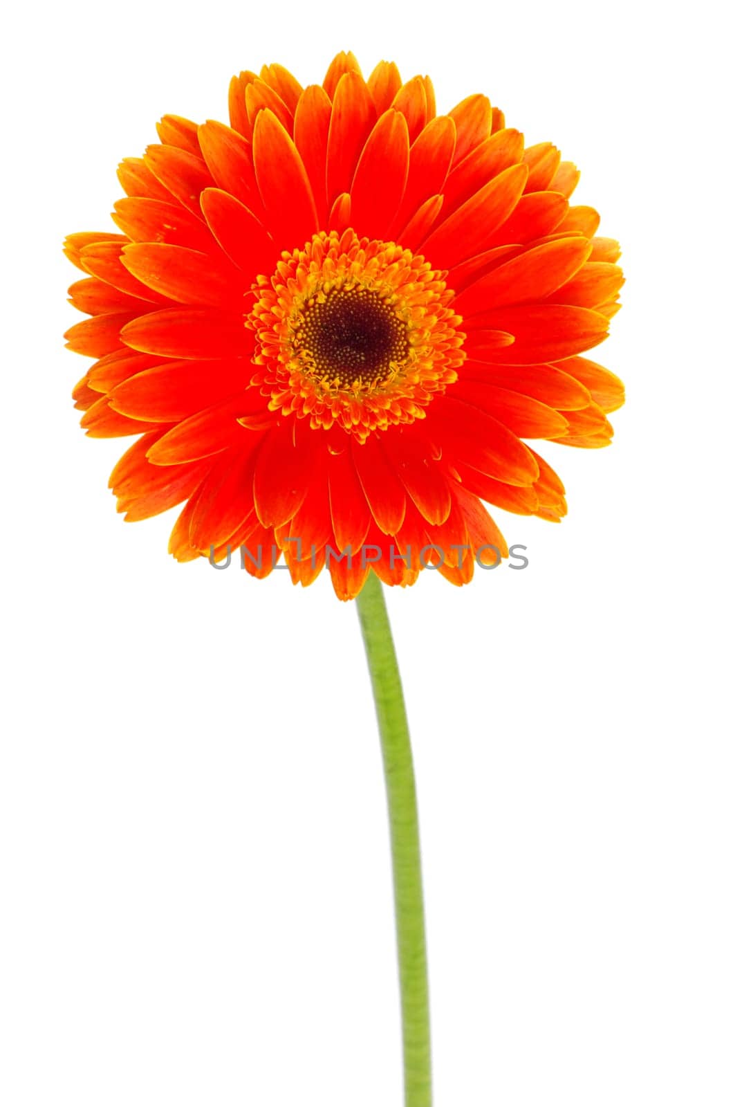 orange gerbera flower closeup on white background