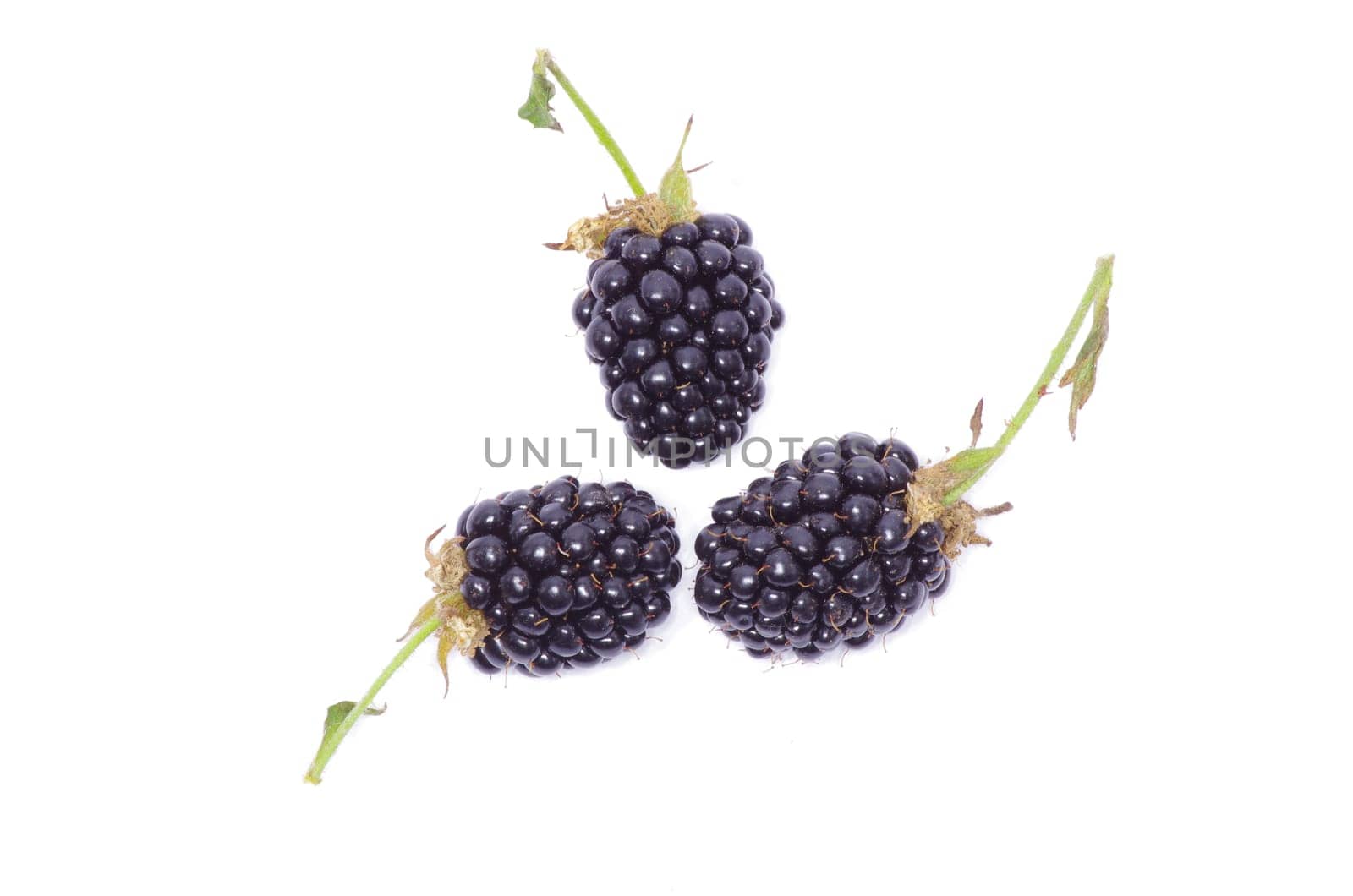 blackberry isolated on white background