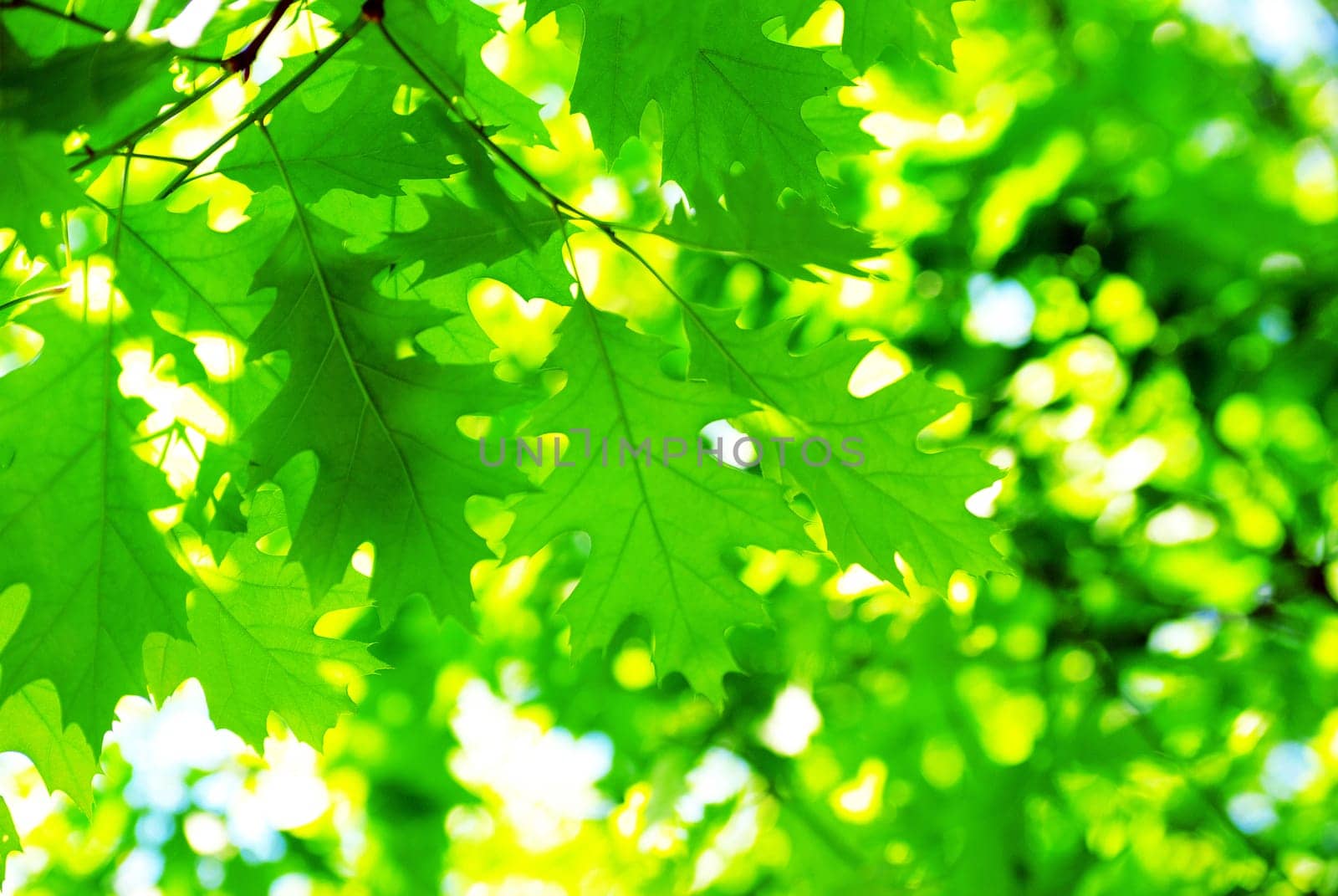 green leaves background in sunny day