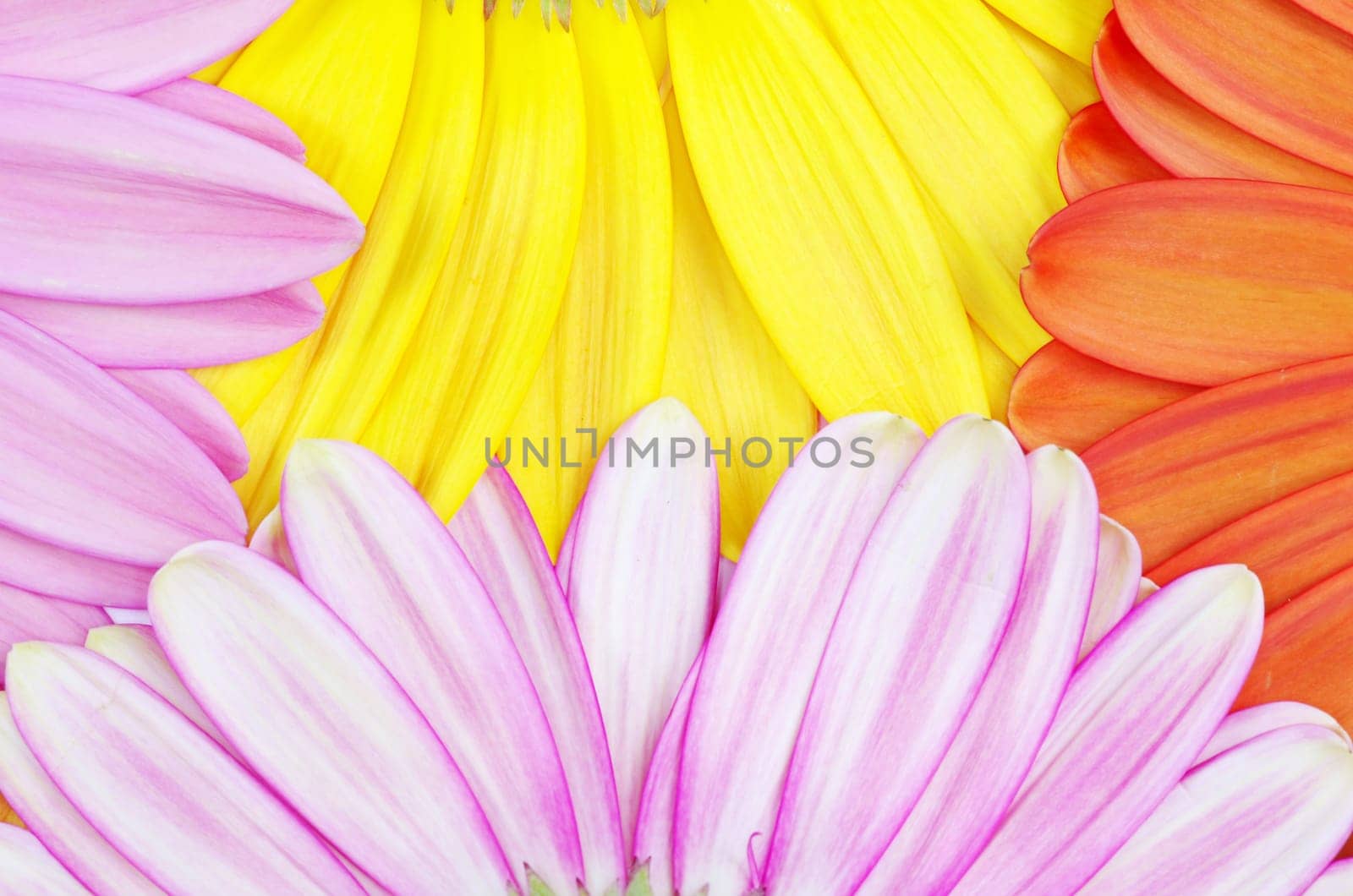gerbera flower close up background