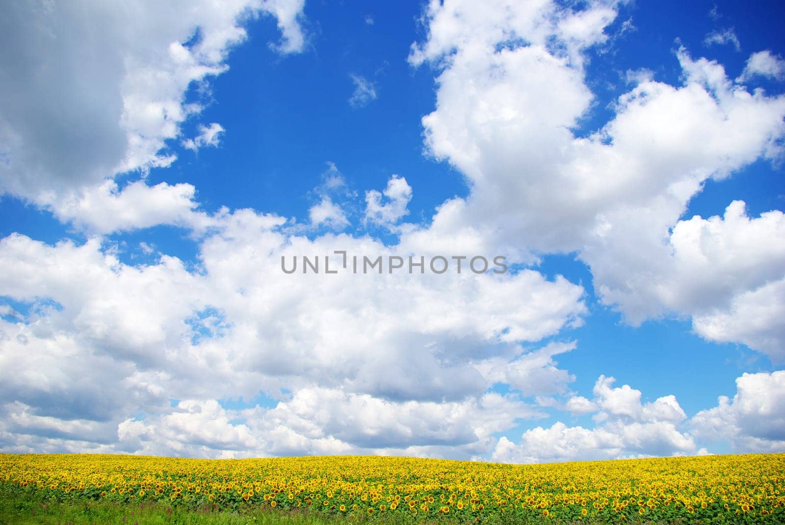 sunflower field over cloudy blue sky