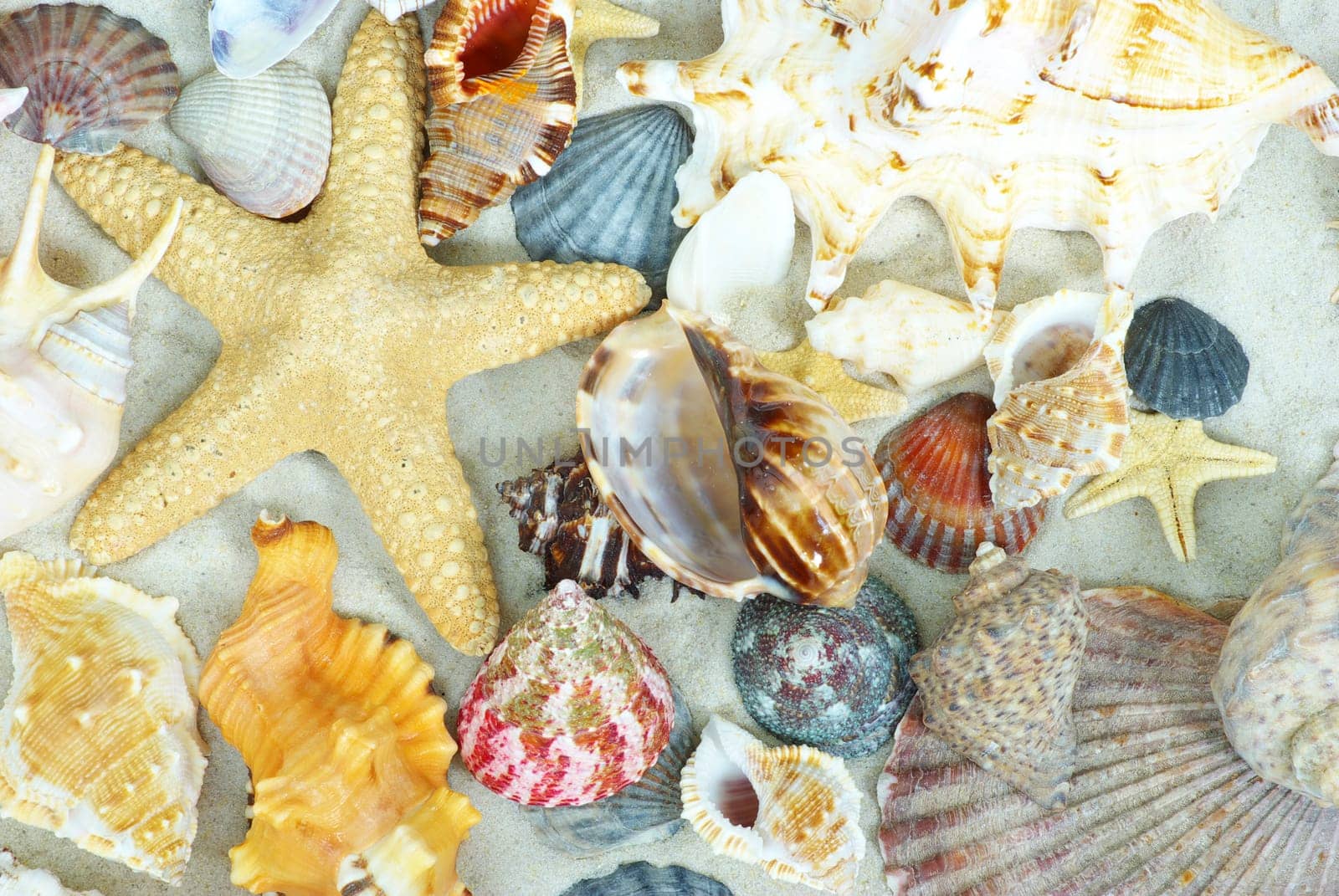 starfish and shells on the beach  sand