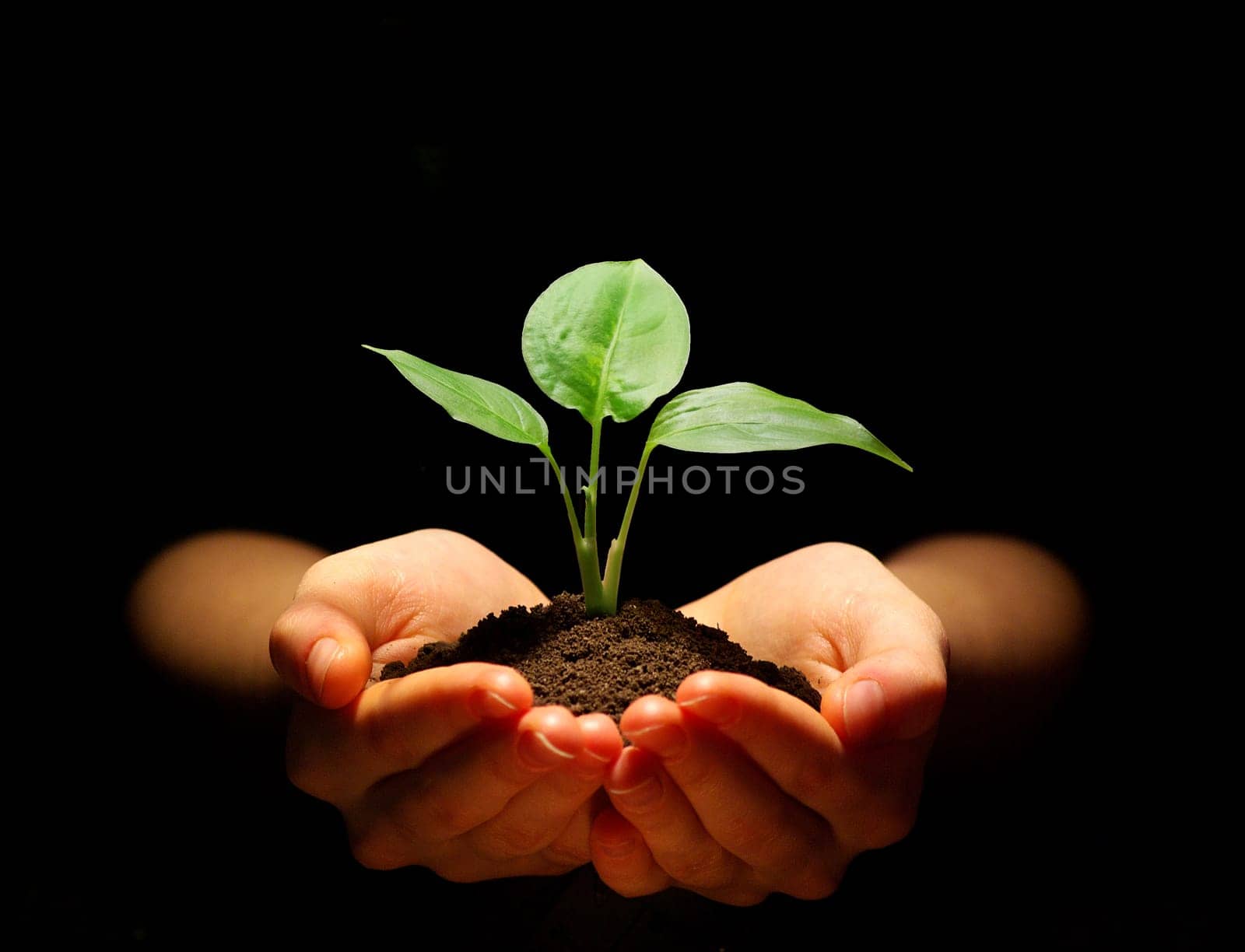 Hands holding sapling in soil on black