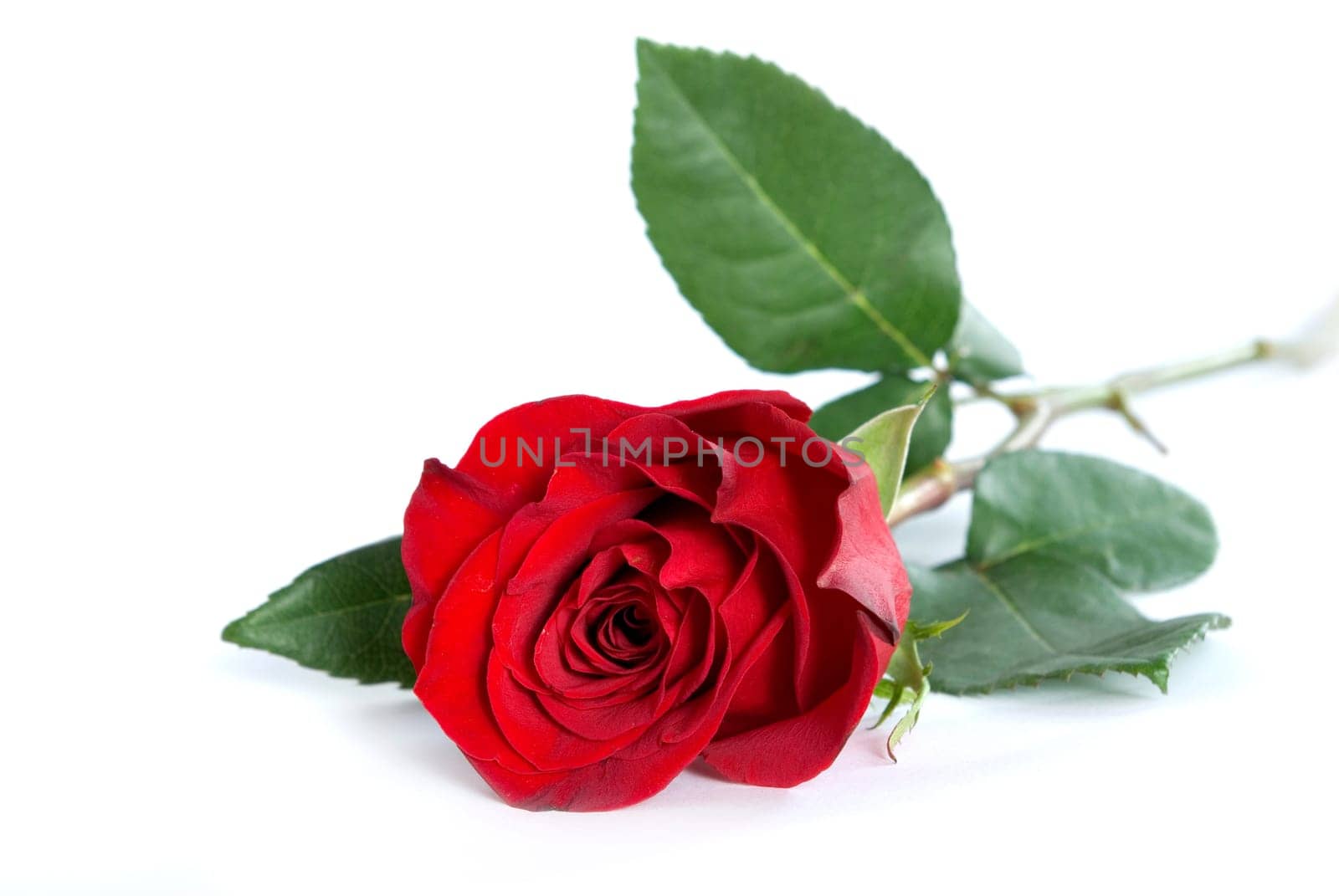 beautiful red rose on a white background