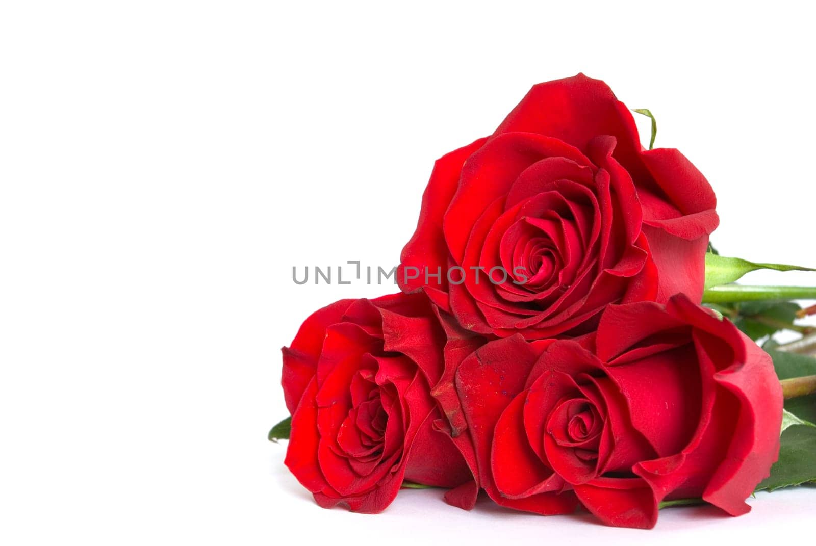 Close-up shot of a red roses
