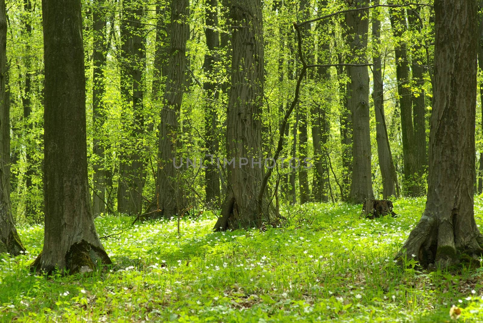 Early morning sun in the green forest