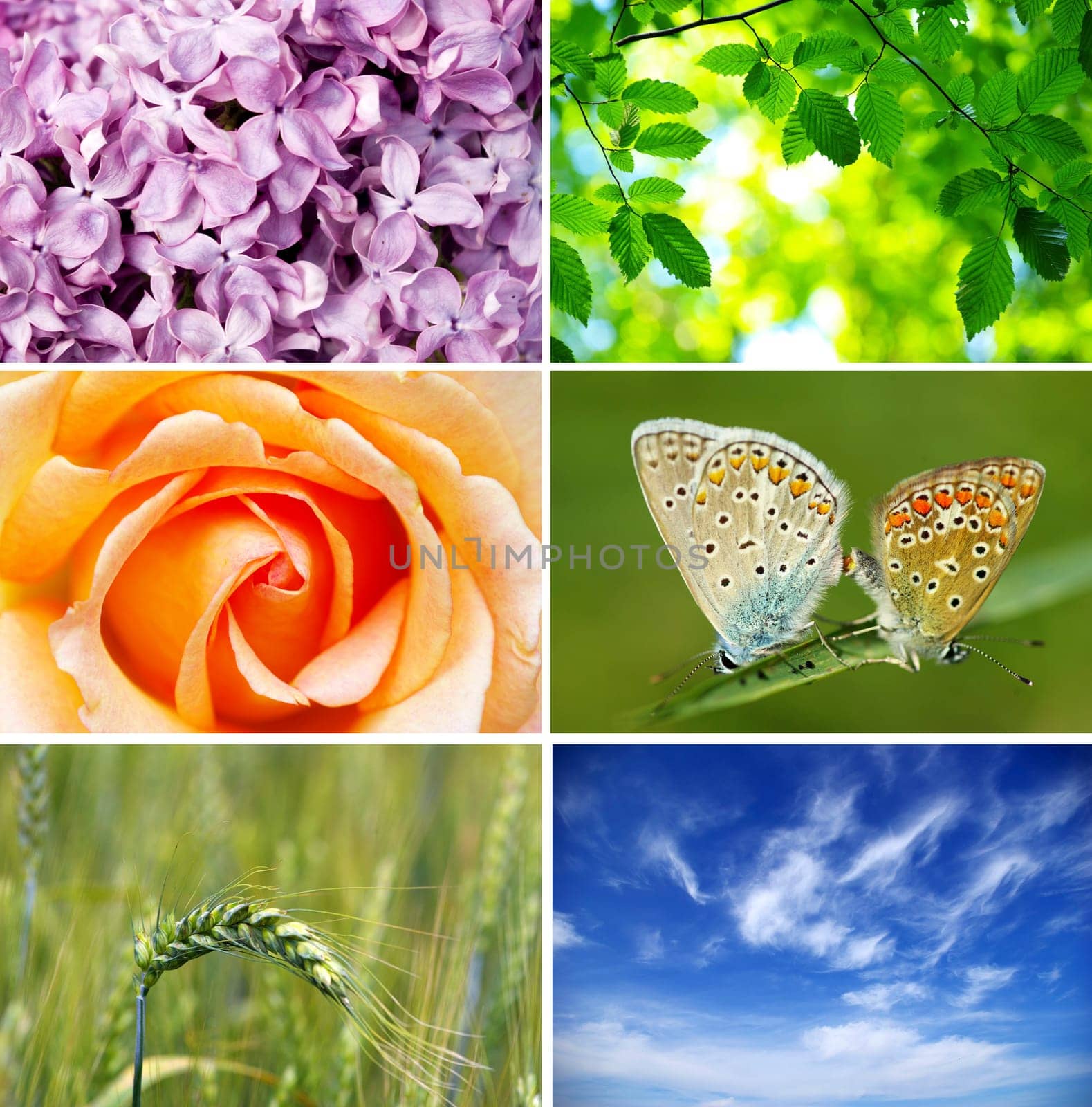 Assembling of beautiful seasonal pictures of nature