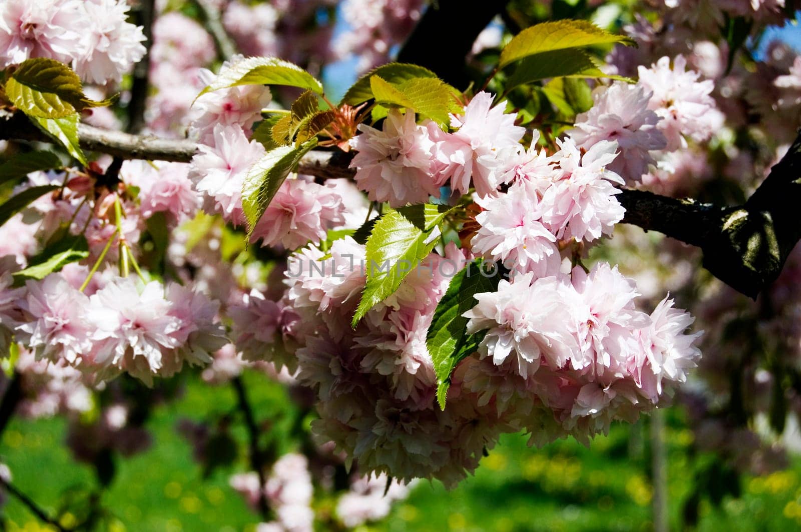 Spring in garden with blooming trees