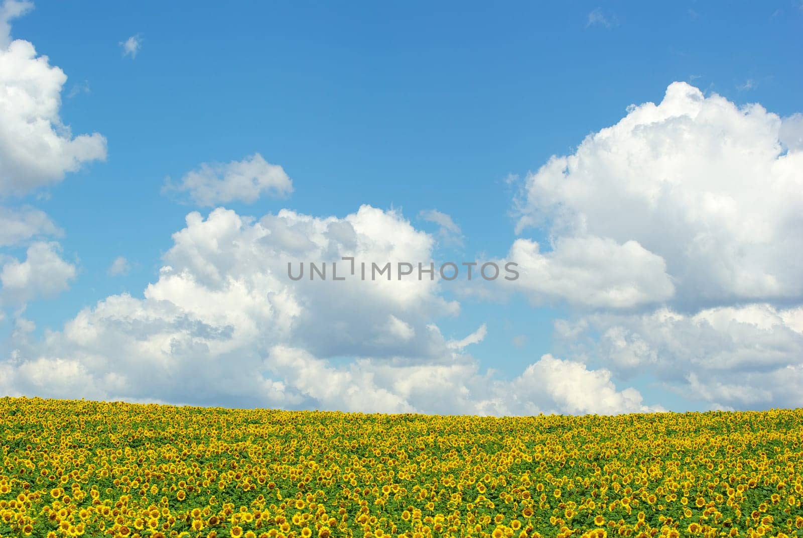 sunflower field over cloudy blue sky