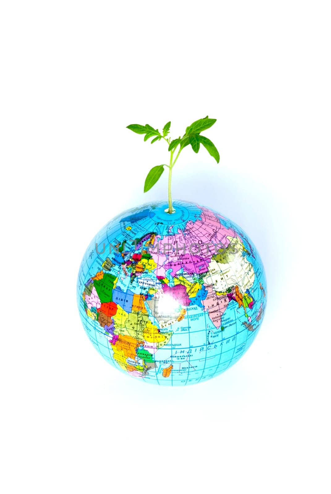 plant from a globe on a white backgroun