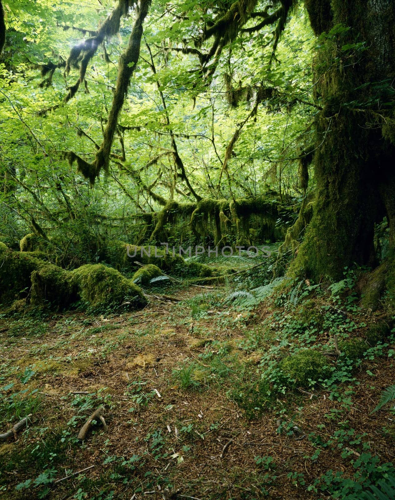 Hoh Rain Forest in Washington