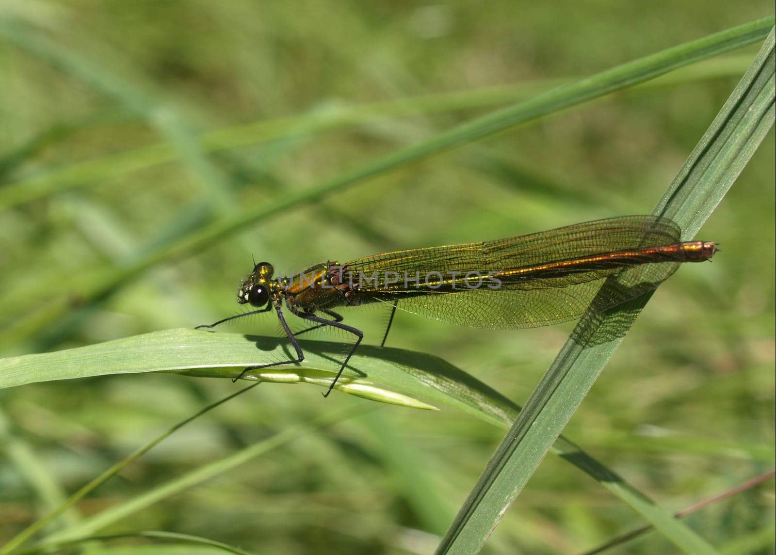 banded magnificent dragonfly - females