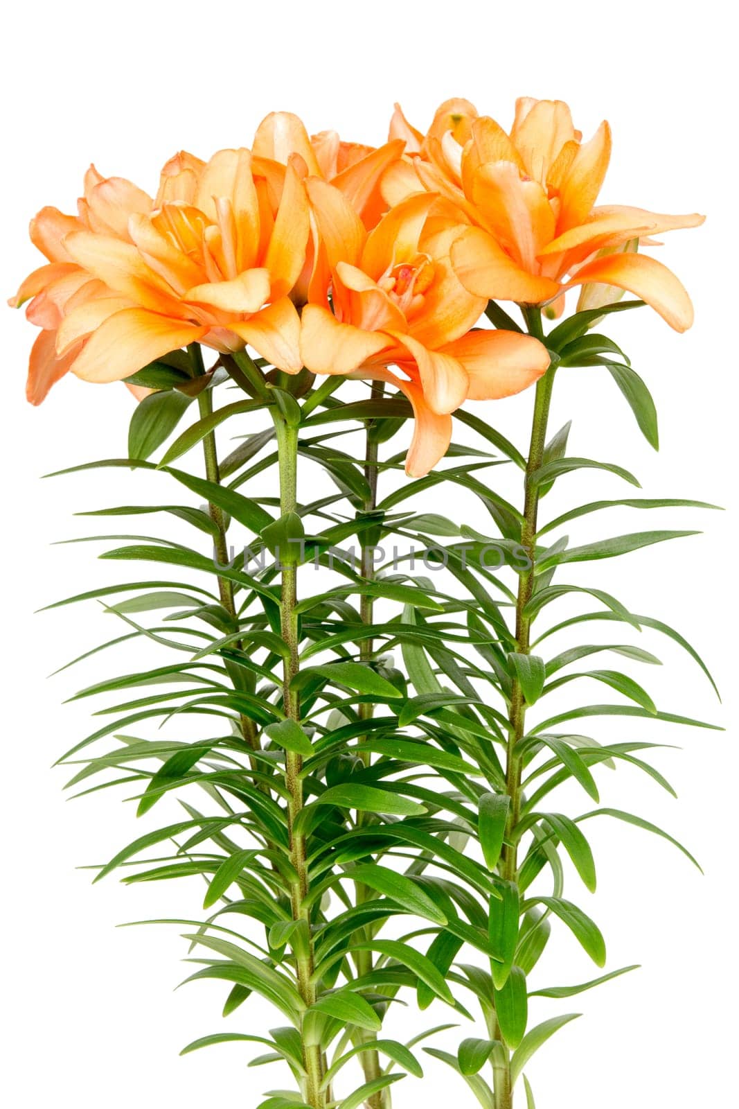 Orange asian lilies isolated on white background