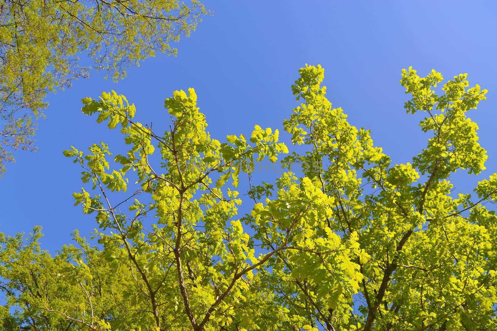 The beautiful fresh leafs of a tree against a cloudless sky..