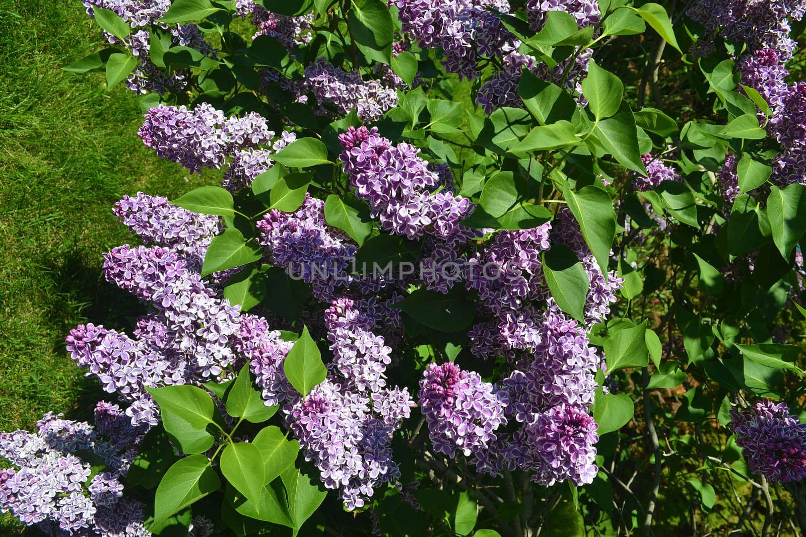 Lovely lilac flowers in full sunshine in the spring..