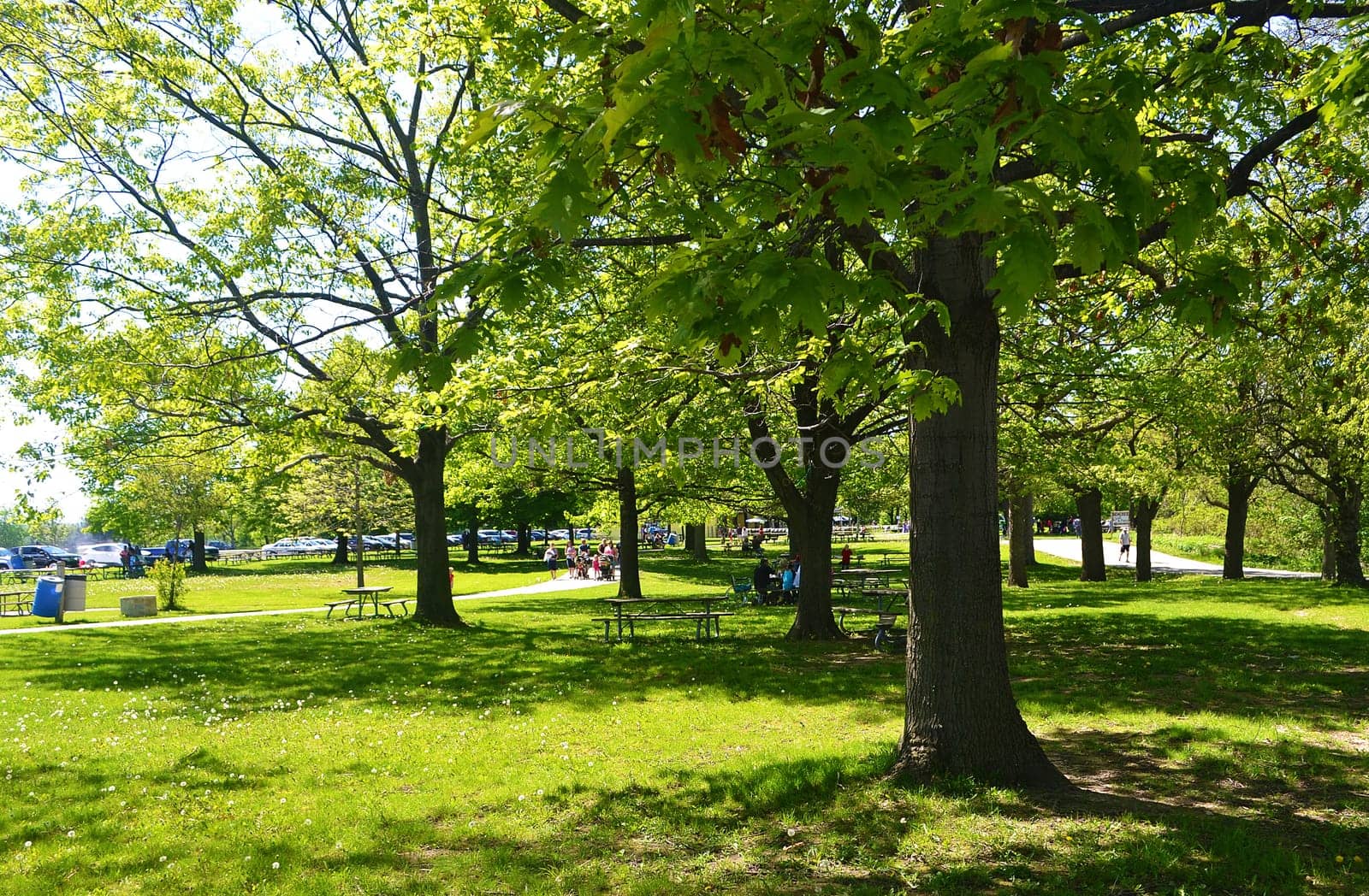 A nice sunny day in the park under big tree's..