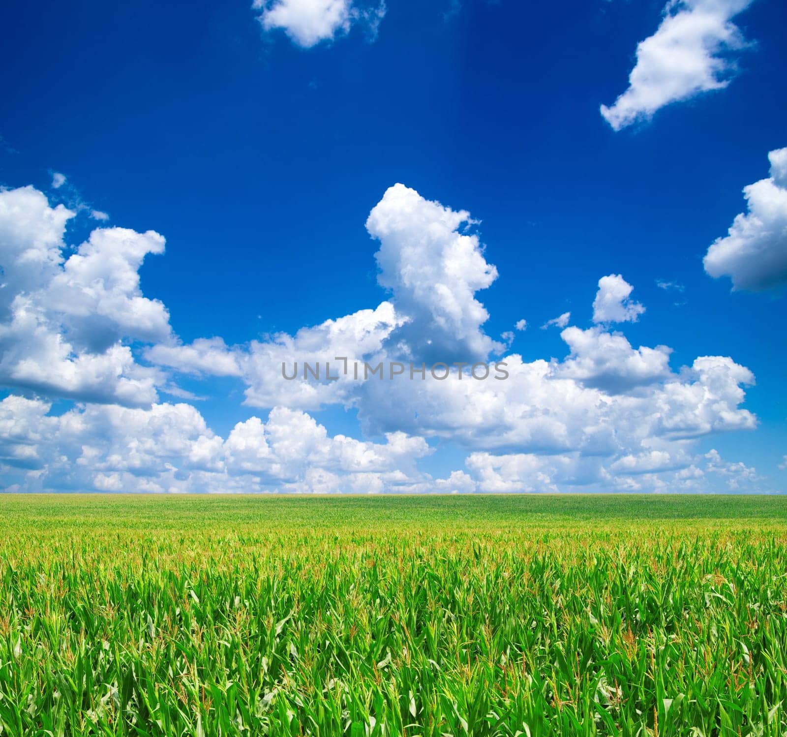 green field and blue sky