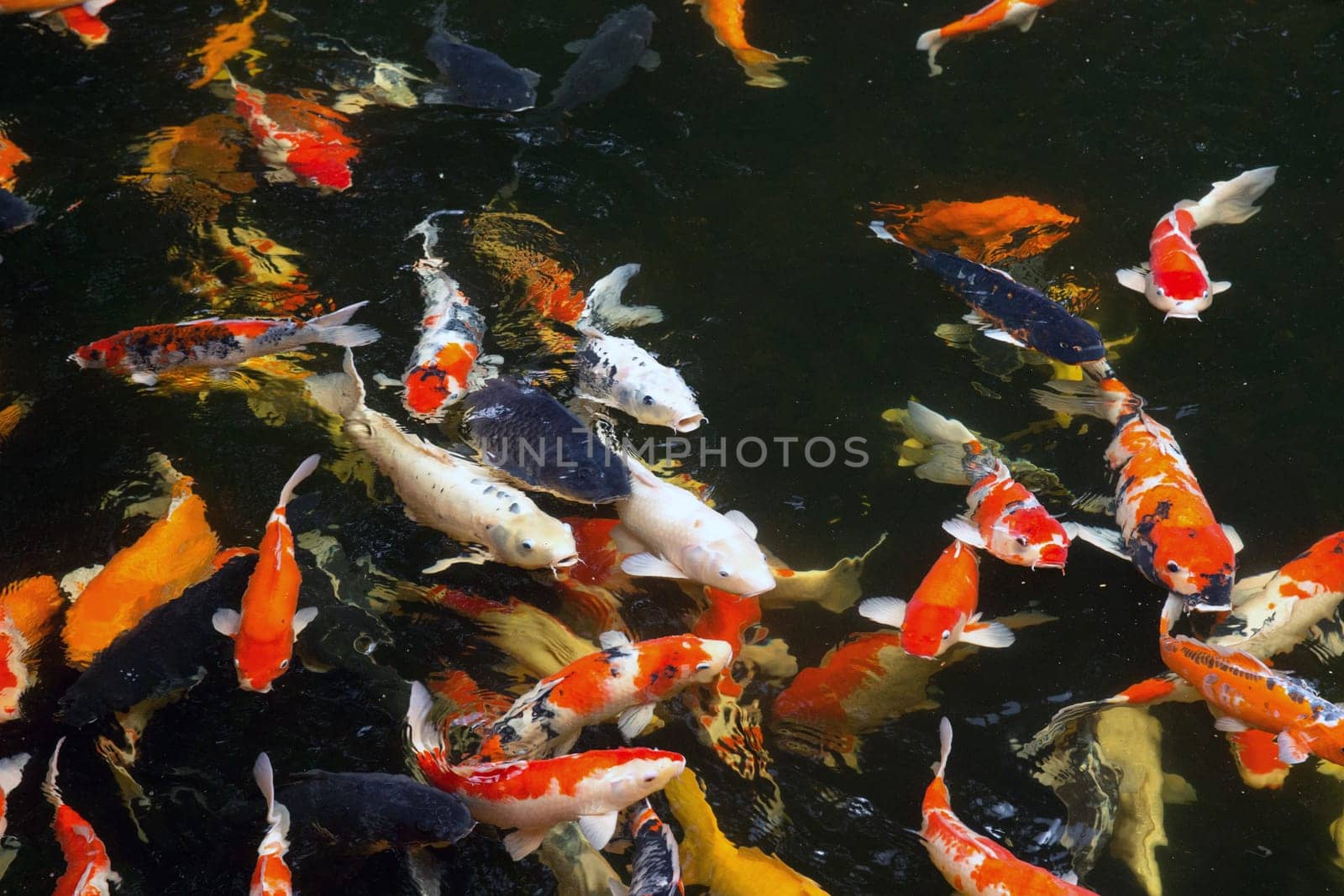 Common carps swimming in water
