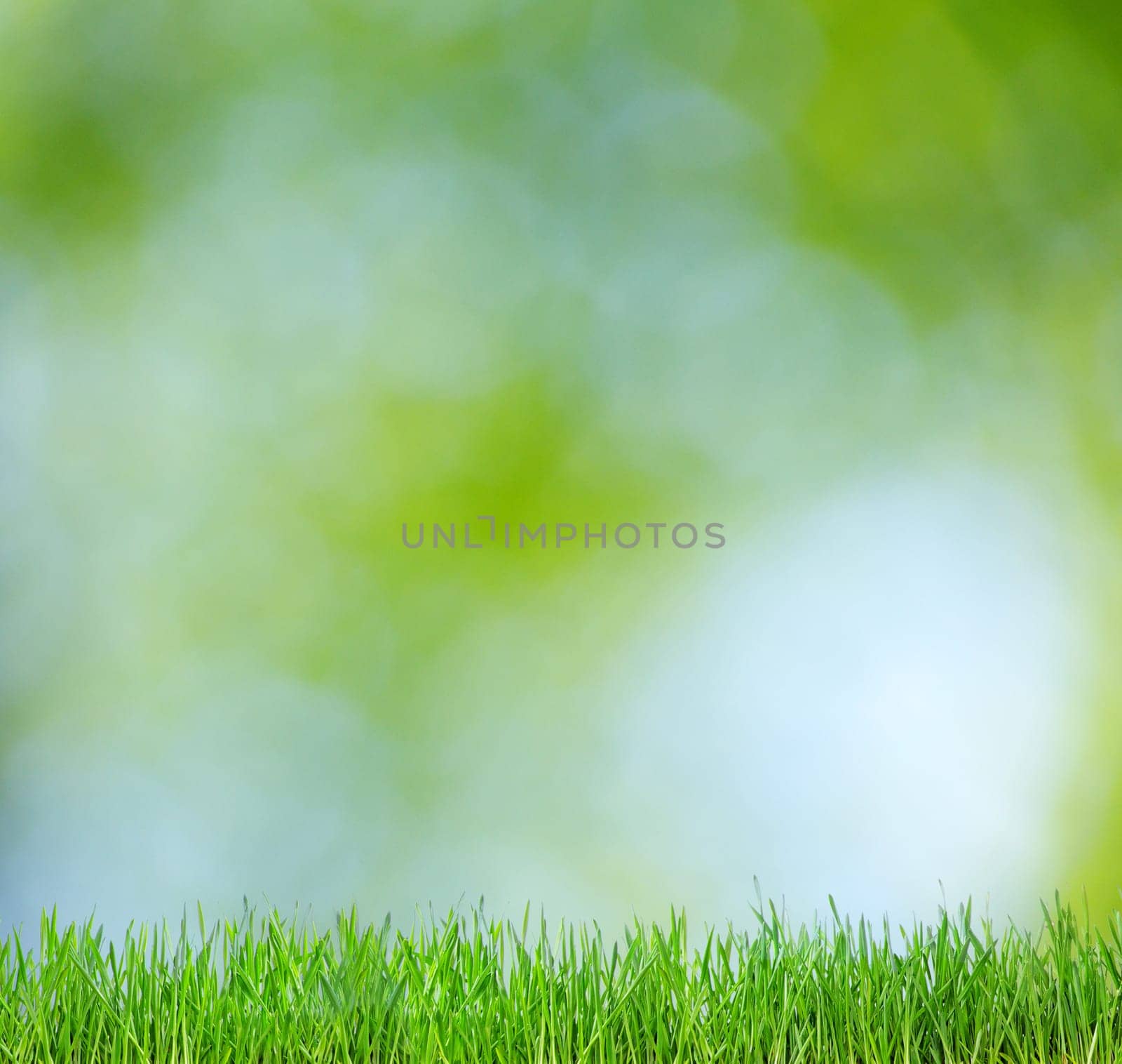natural green background a blurred background