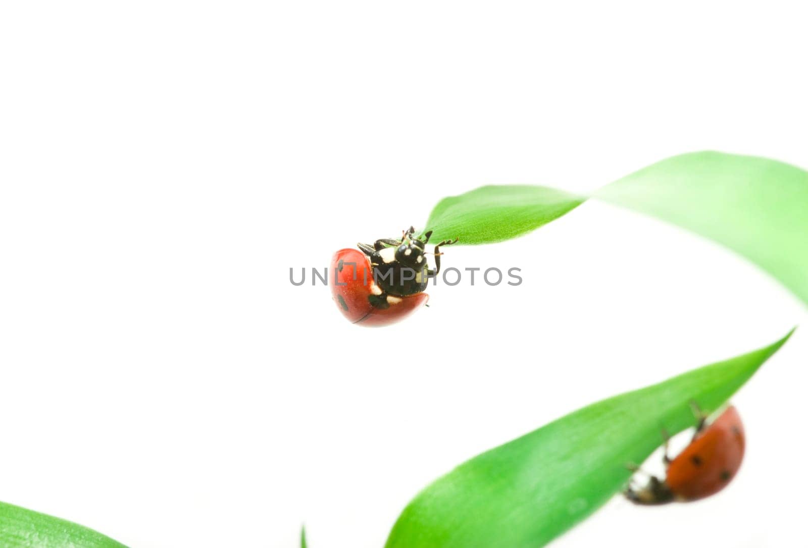 red ladybug on green grass isolated on white