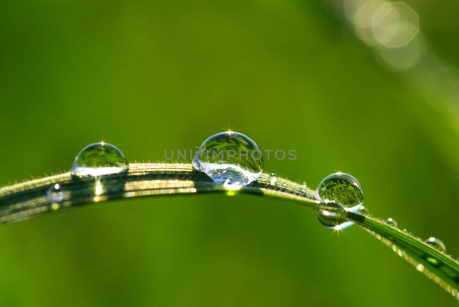 Dew drop on a blade of grass