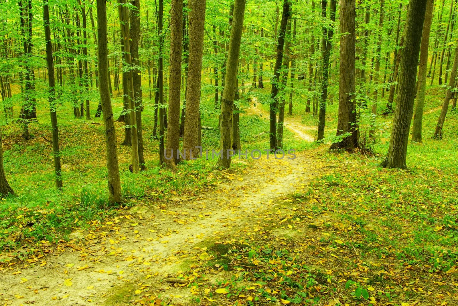 a path is in the green forest