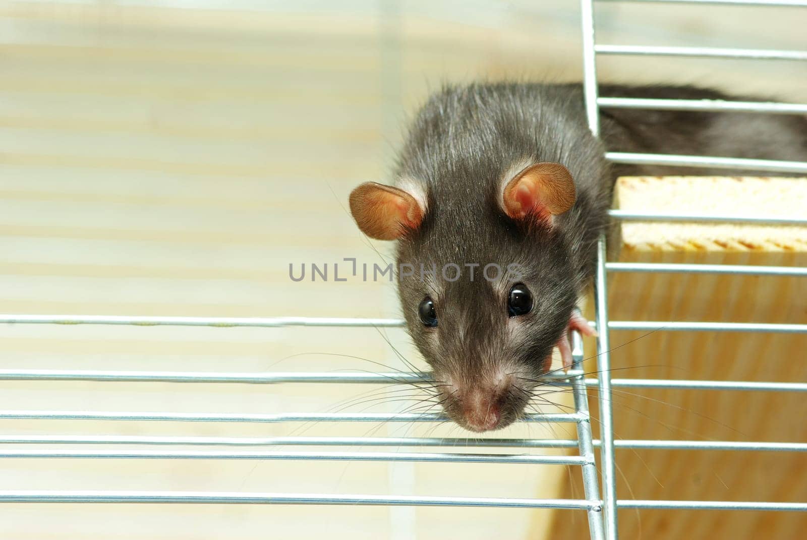 funny black rat sits in cage