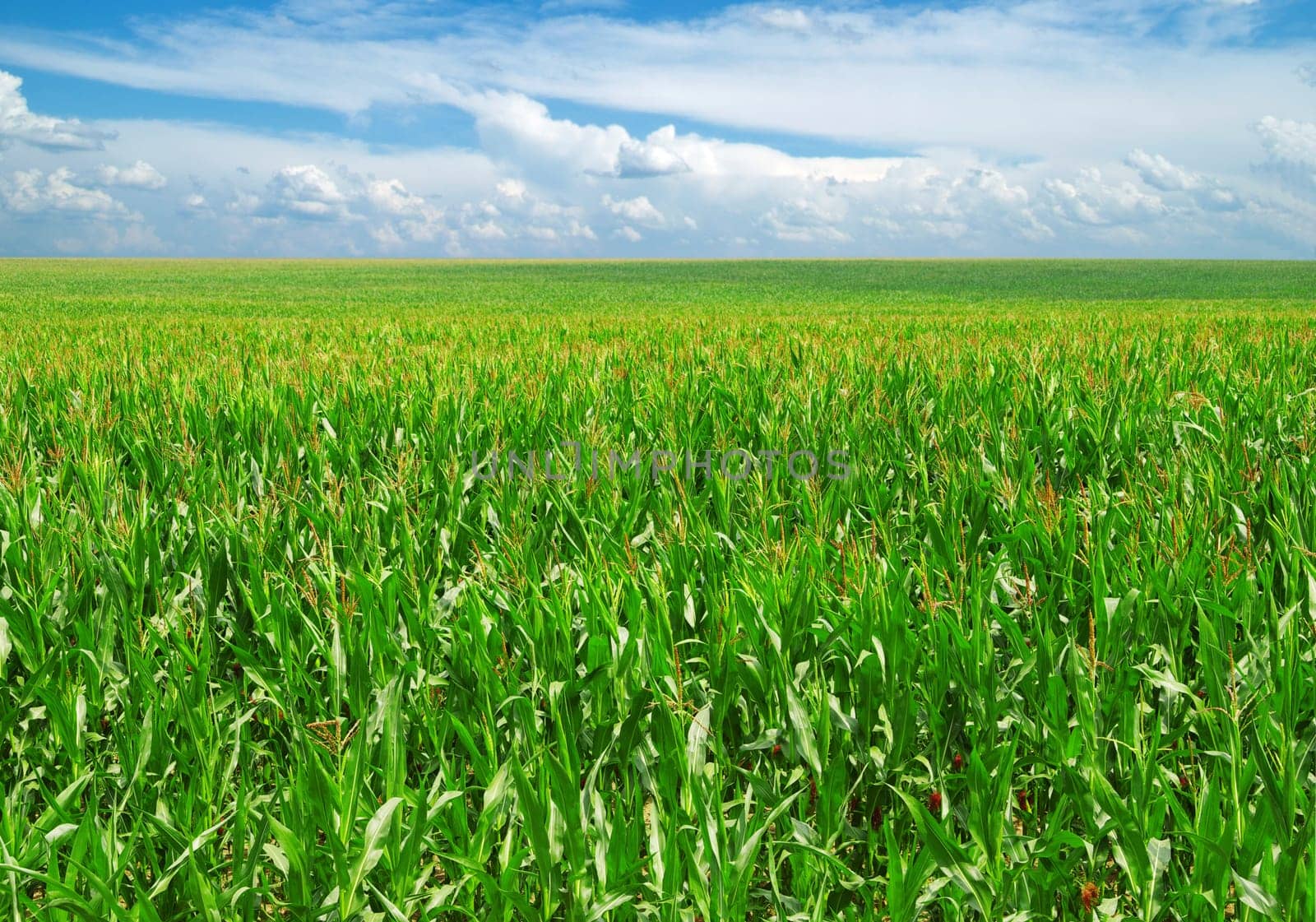 field on a background of the blue sky