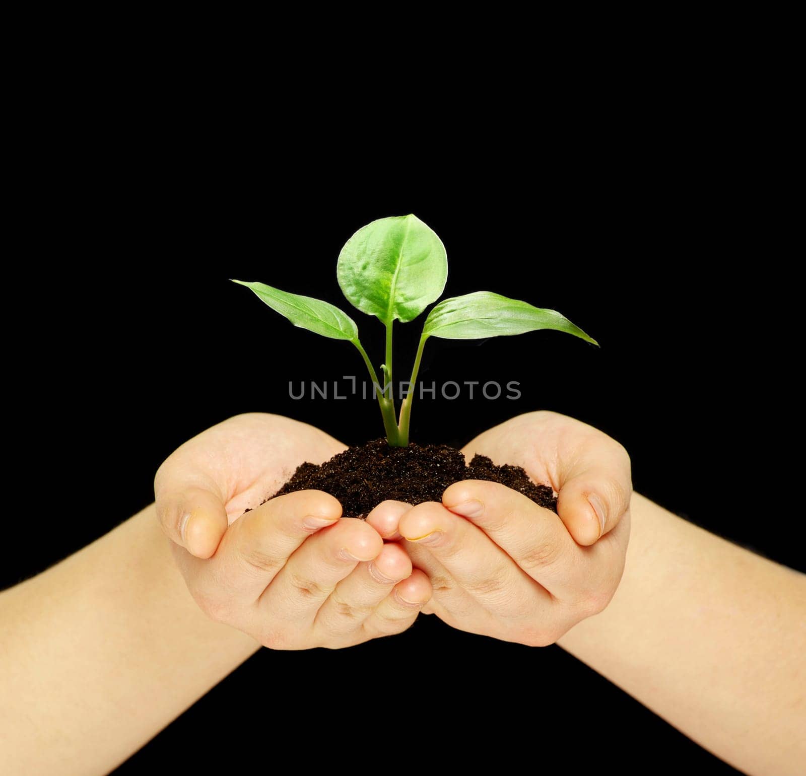 plant is in hands isolated on black