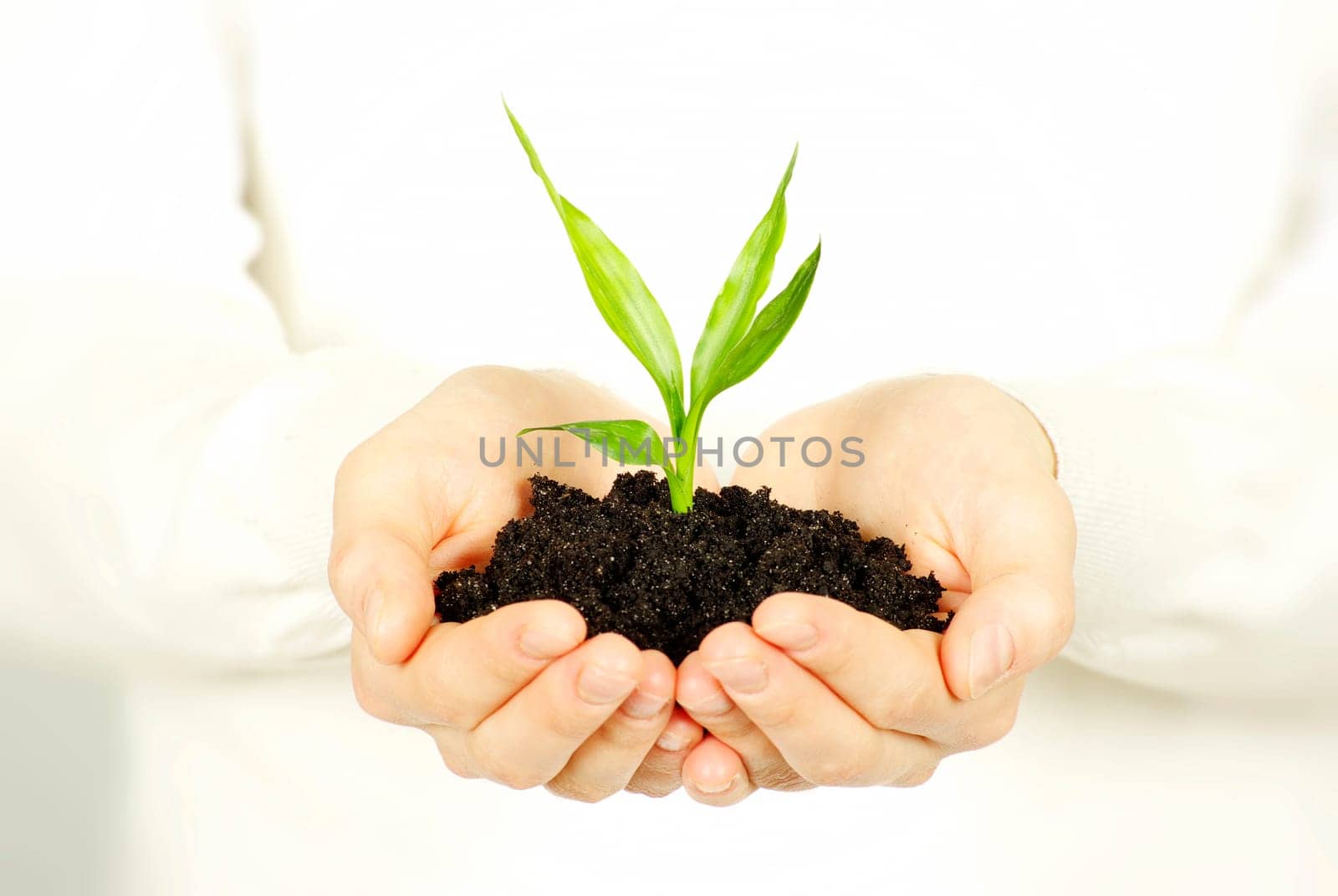plant in female hands isolated on white background