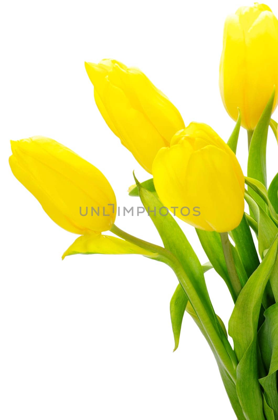 yellow tulips isolated on white background