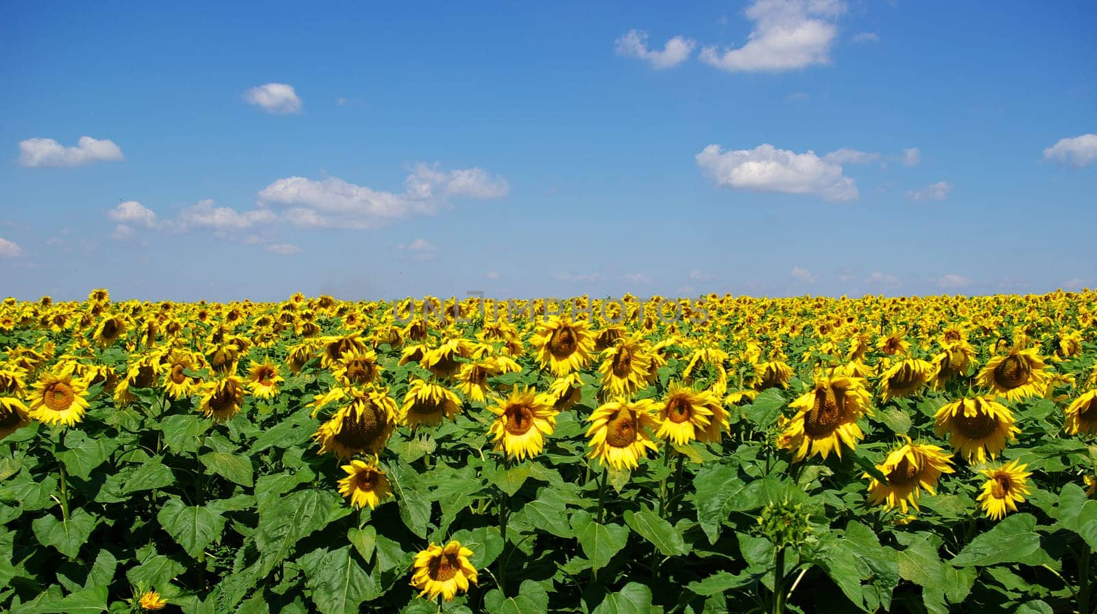 Closeup of a bright yellow sunflower