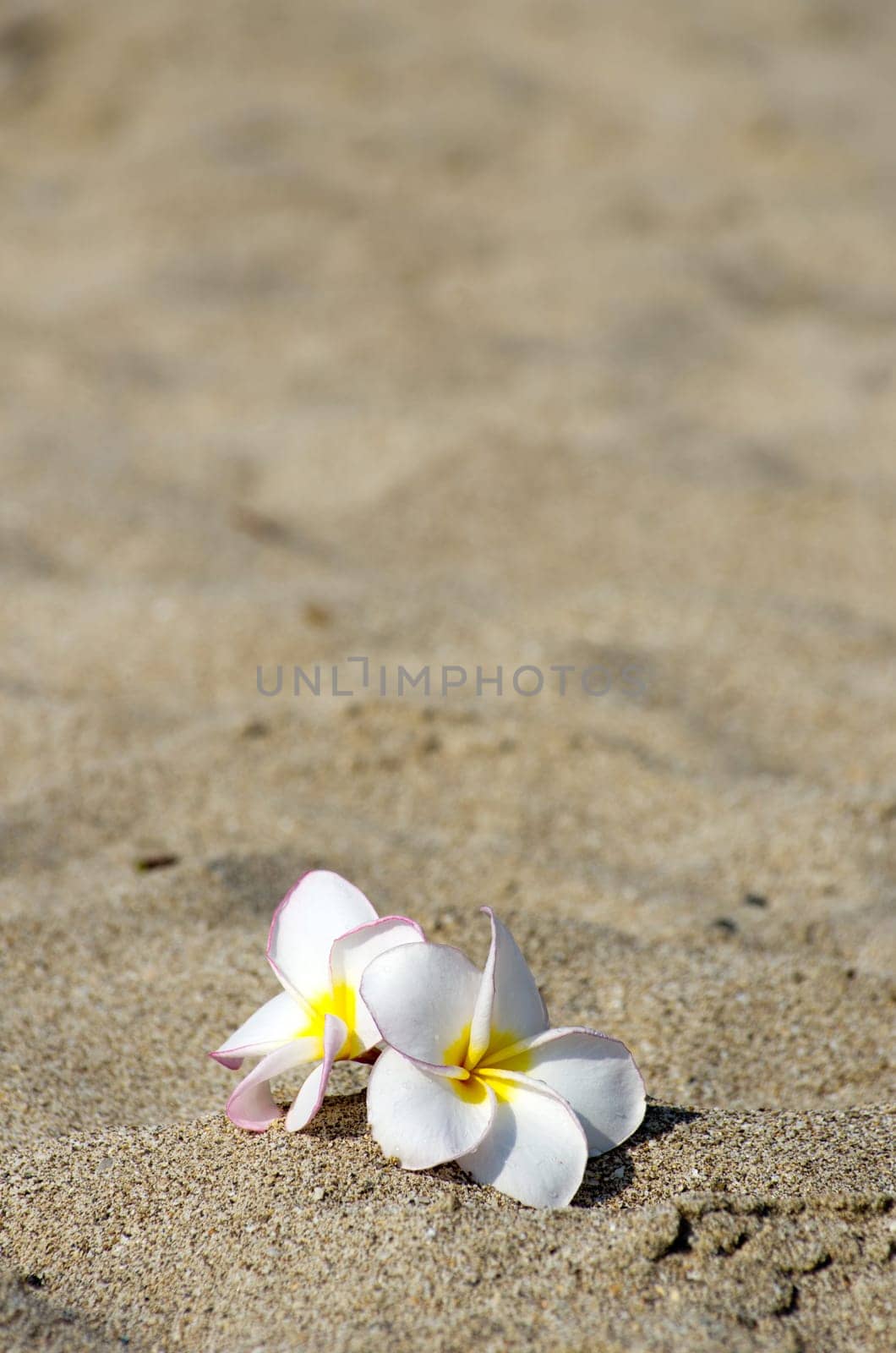 flowers Plumeria alba on the sandy