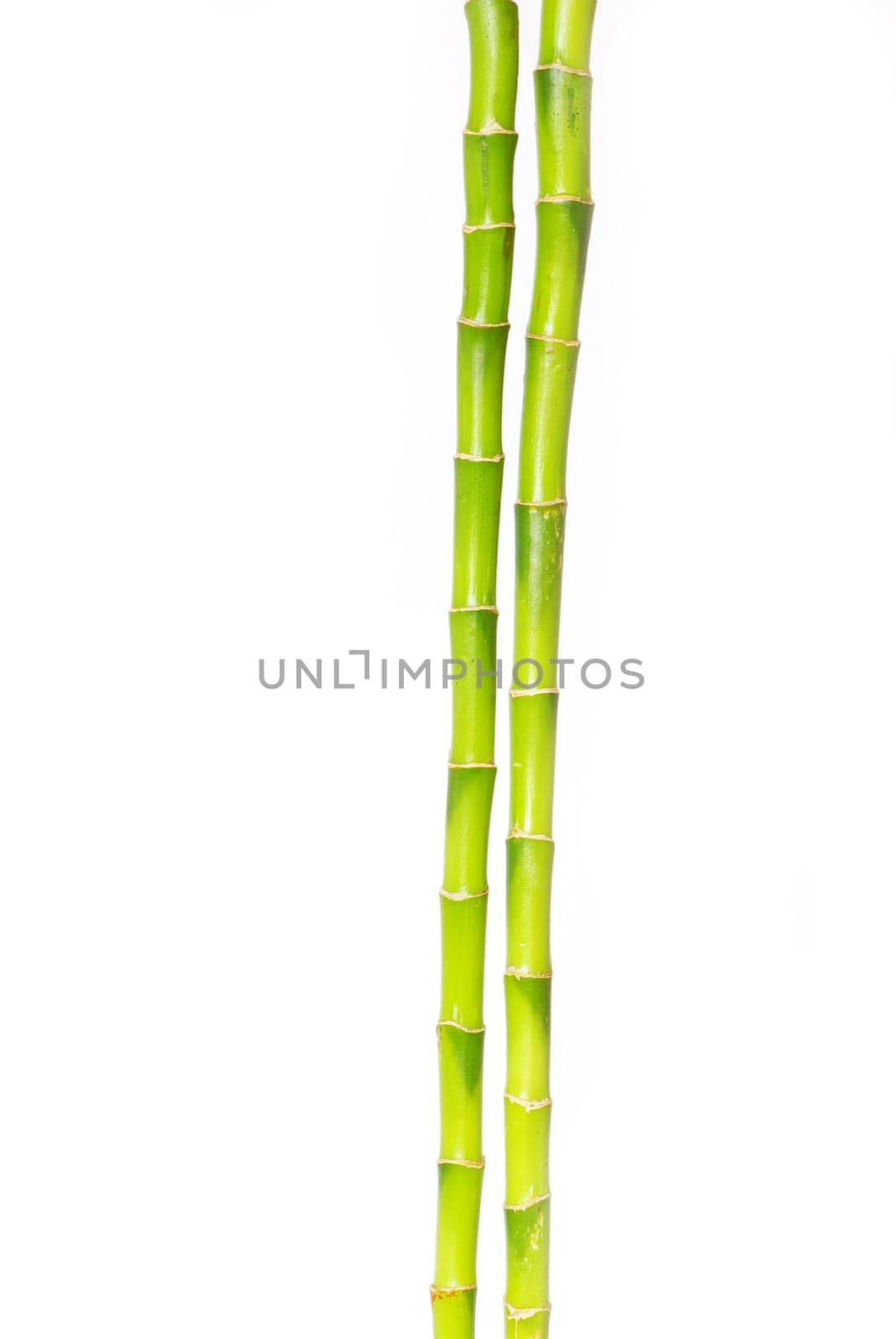 Bamboo isolated on a white background