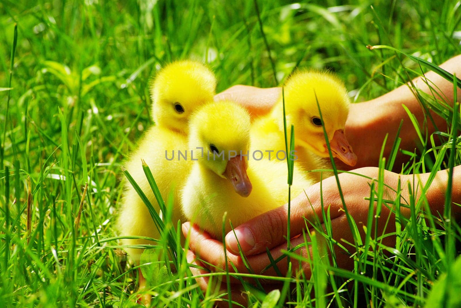 a yellow fluffy gosling in the hand