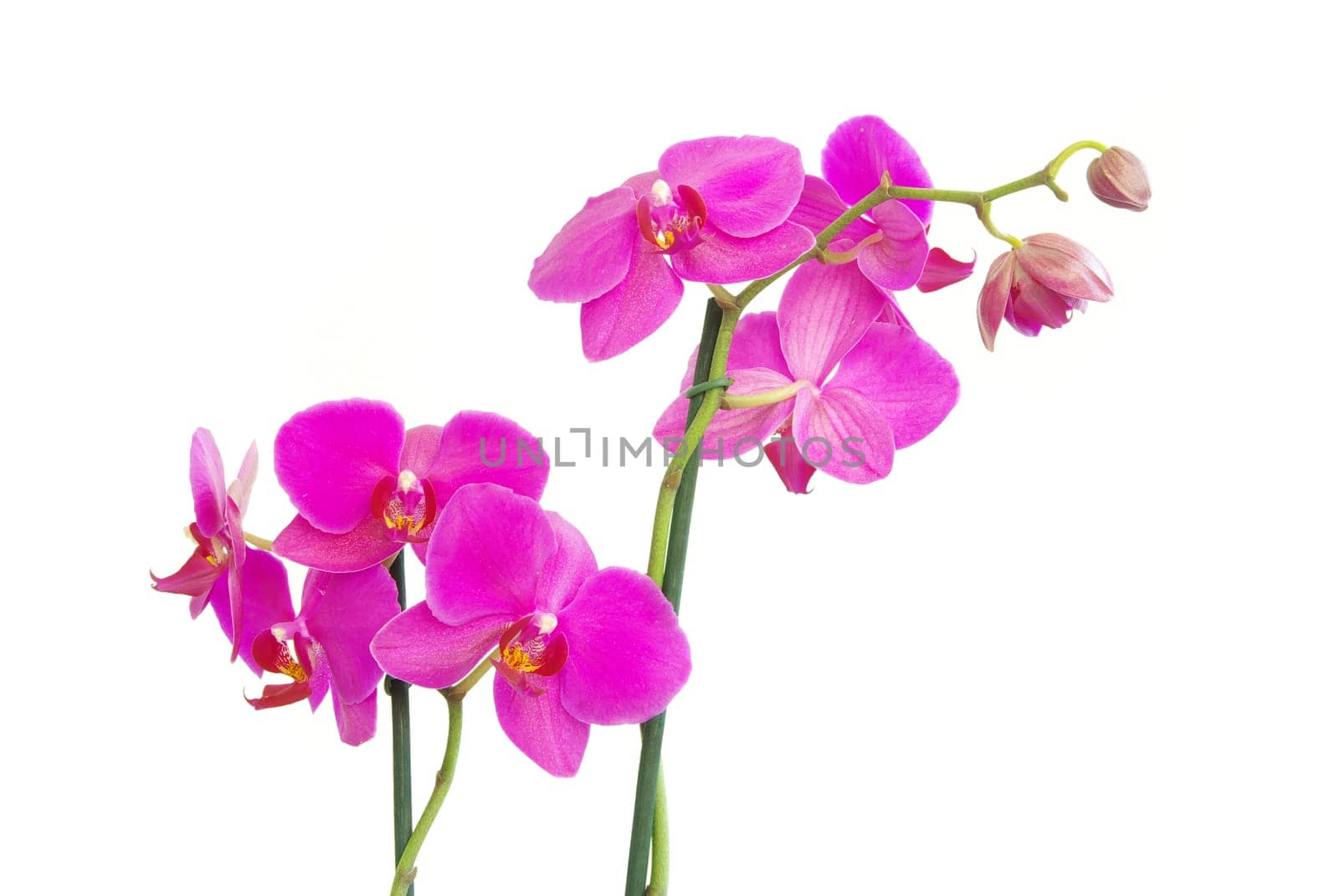 pink stem of orchids isolated on white