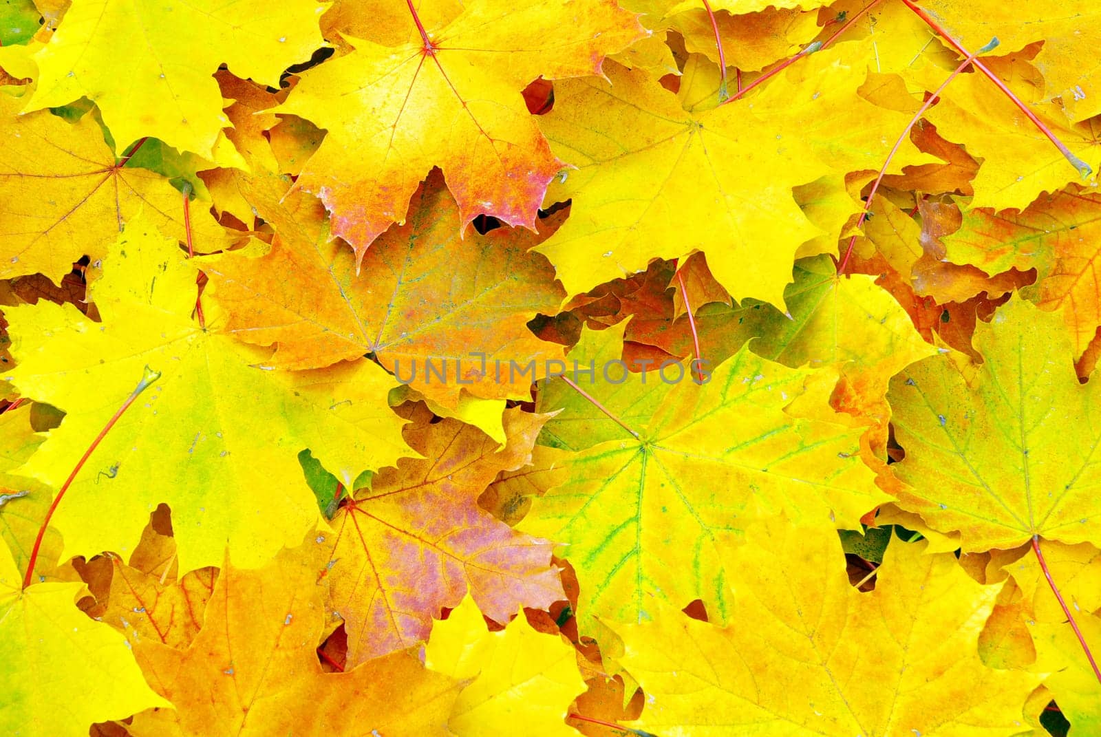 Texture of a maple leafs as background