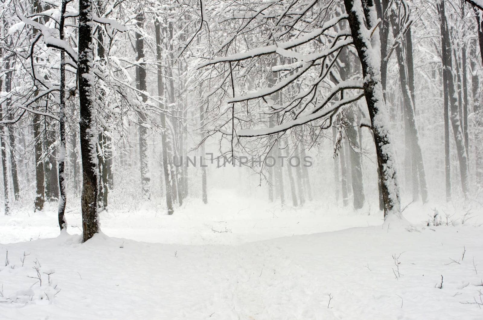 beautiful winter forest  and the road