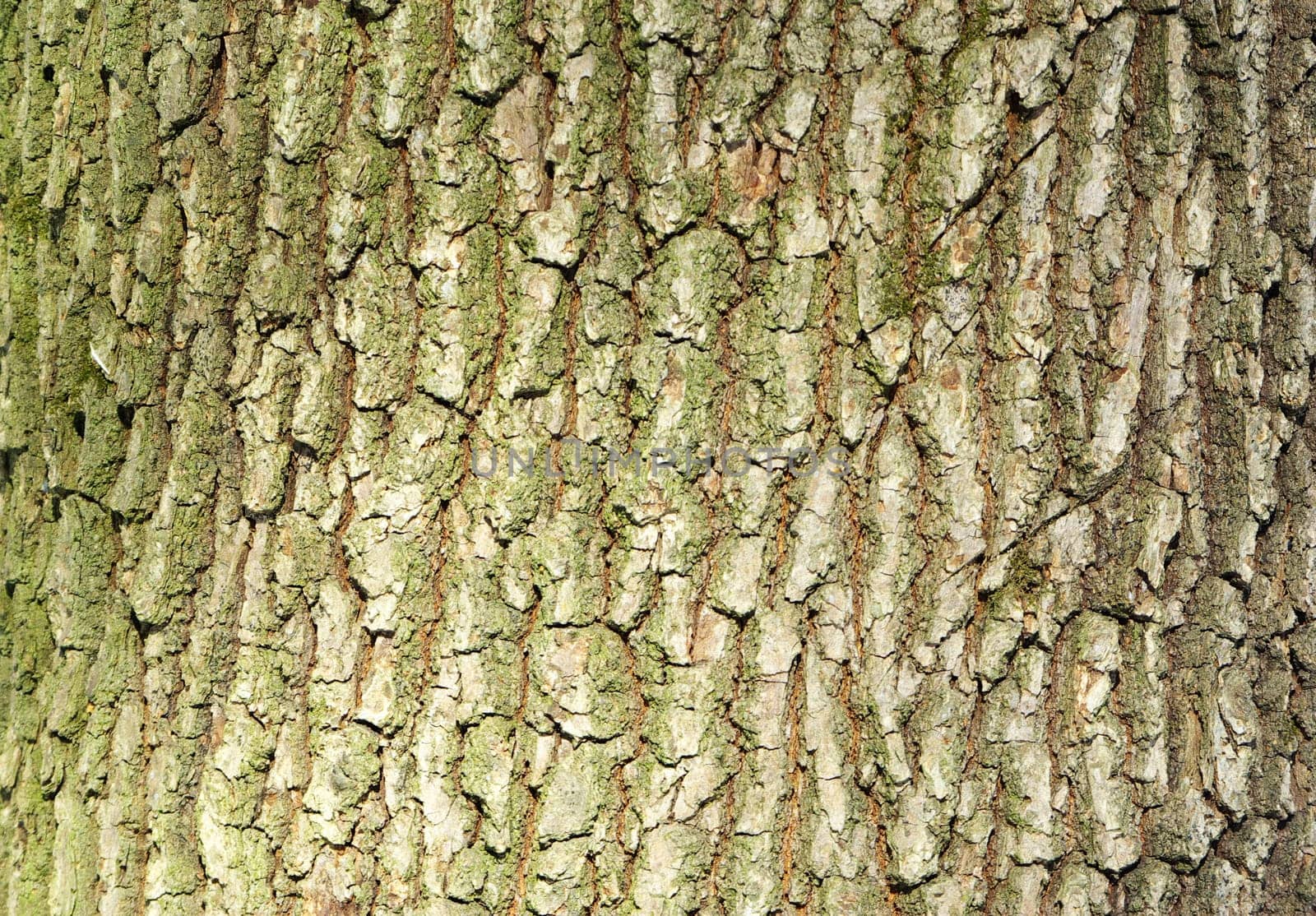 Texture coarse background of old tree