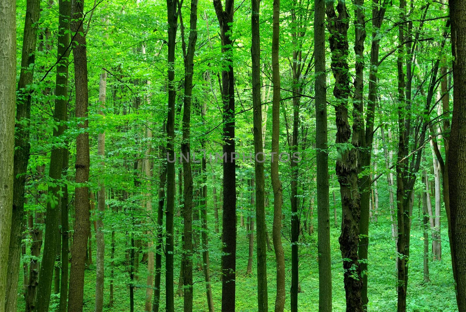 green forest  background in sunny day