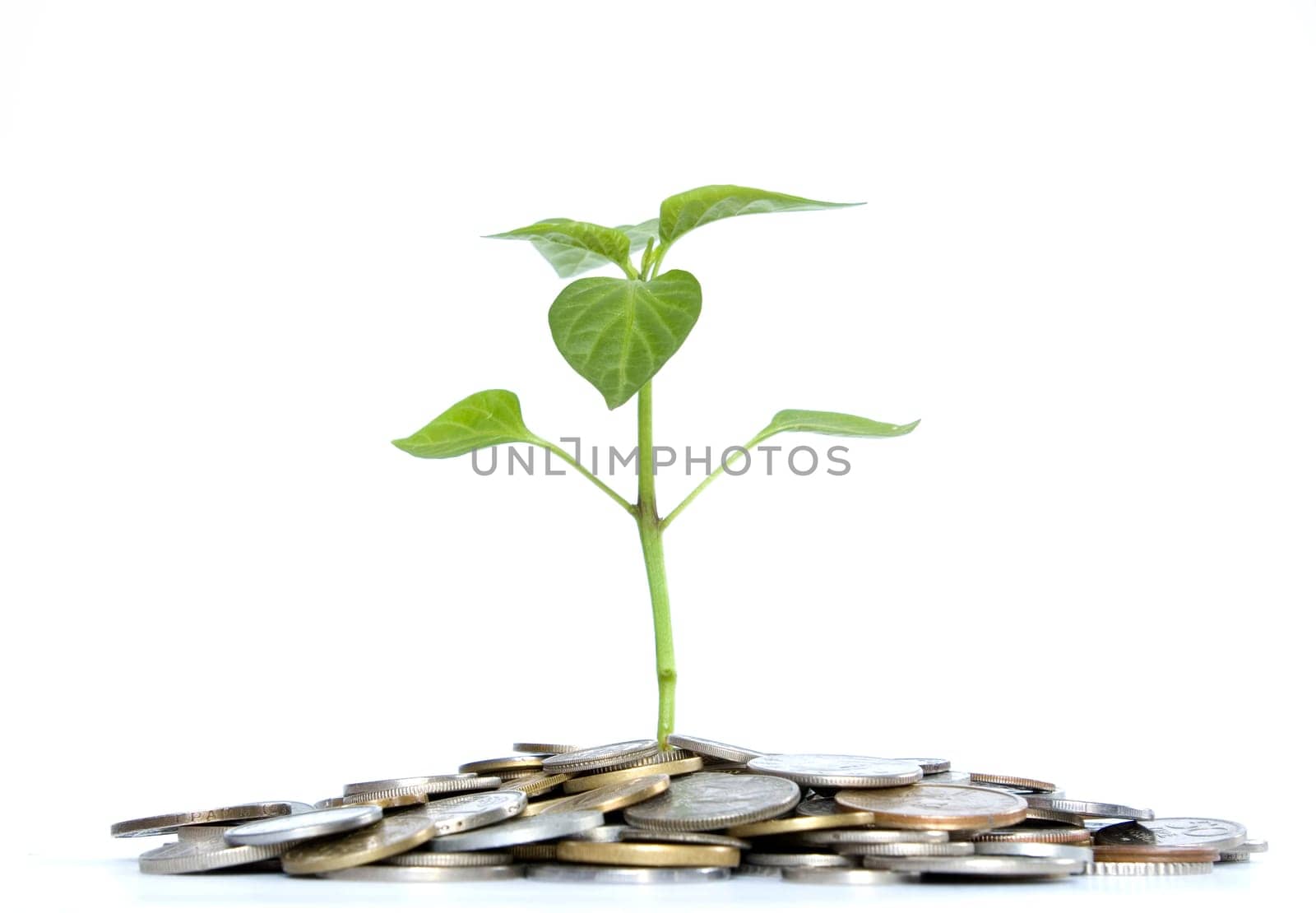 plant in coins  isolated on white background