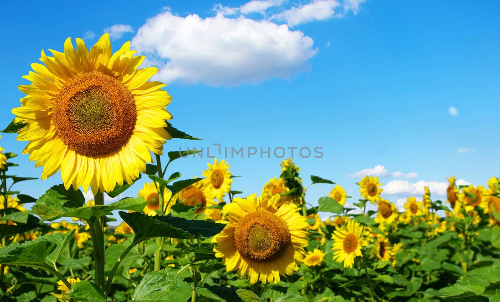 sunflower field over cloudy blue sky