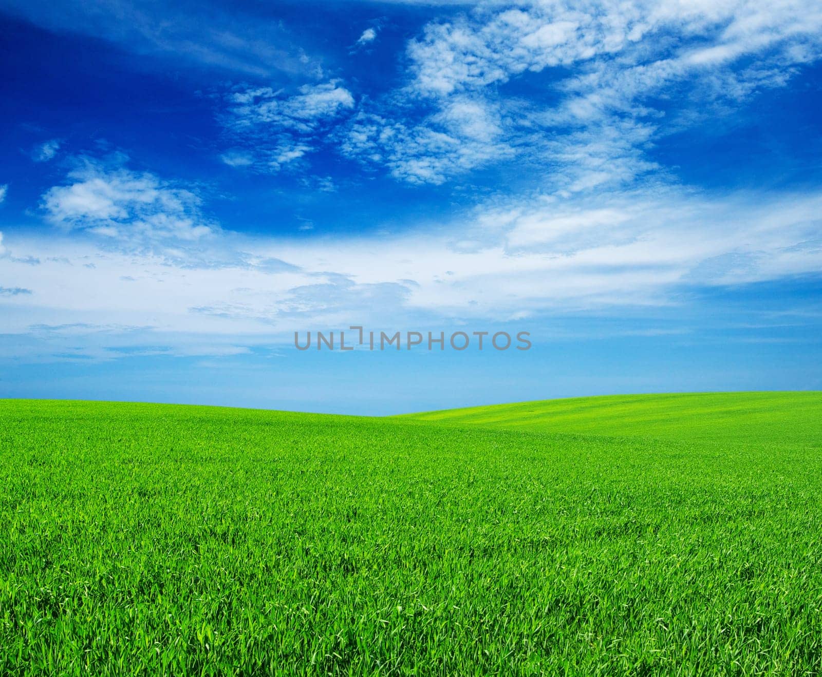 field on a background of the blue sky