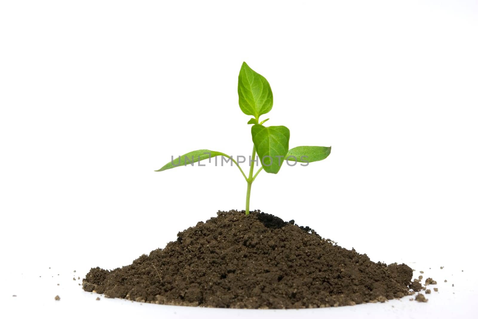 Little green plant on white background