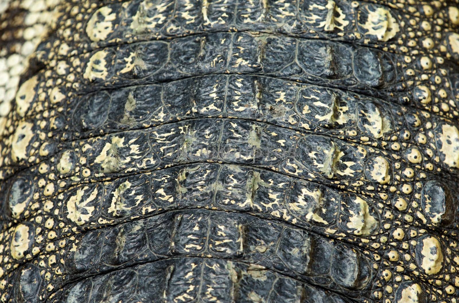 Crocodile skin texture close up